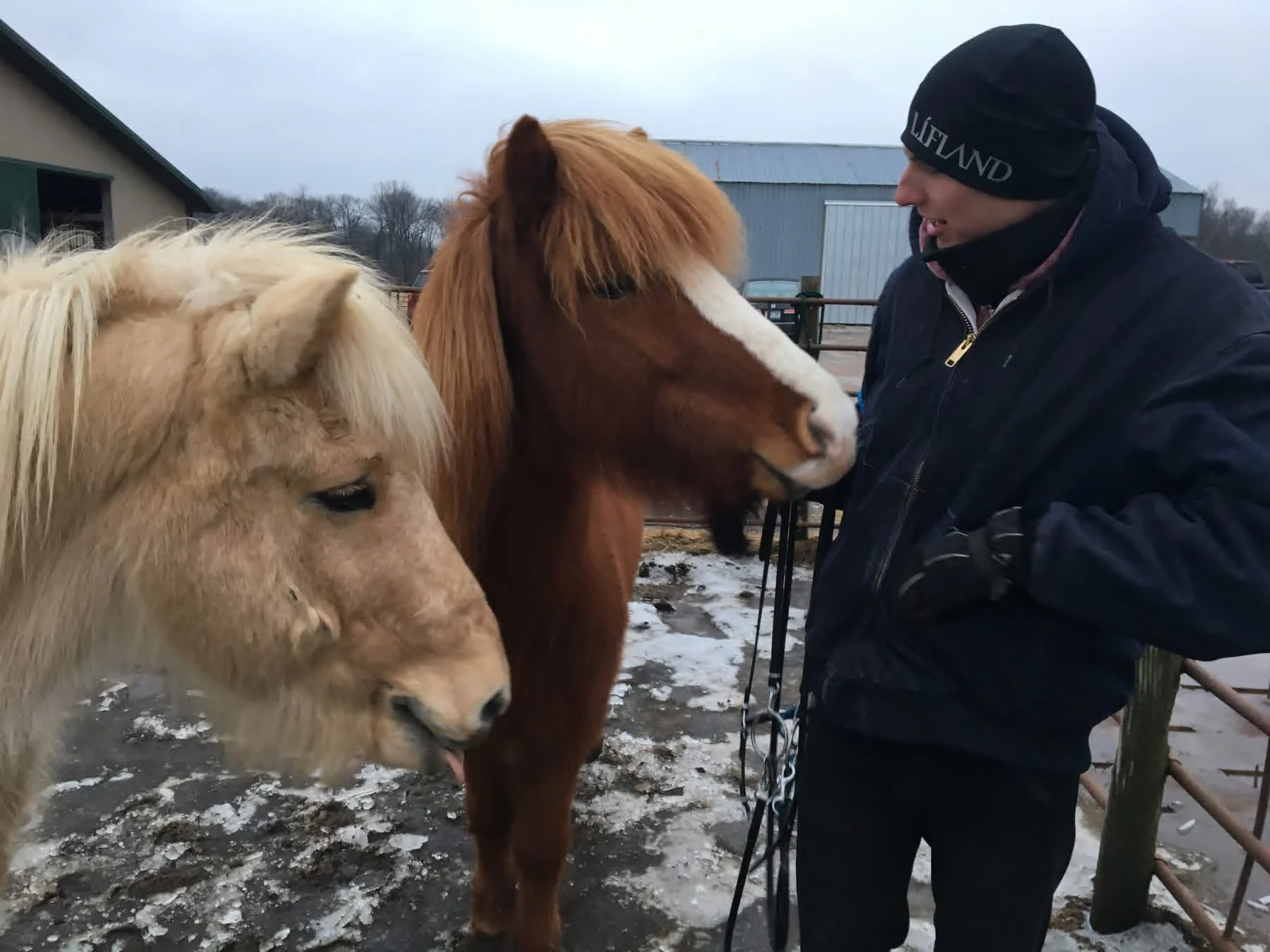 A person dressed in a black jacket and beanie interacting with two horses, one cream-colored and one chestnut, in a snowy outdoor setting near a barn or shed.