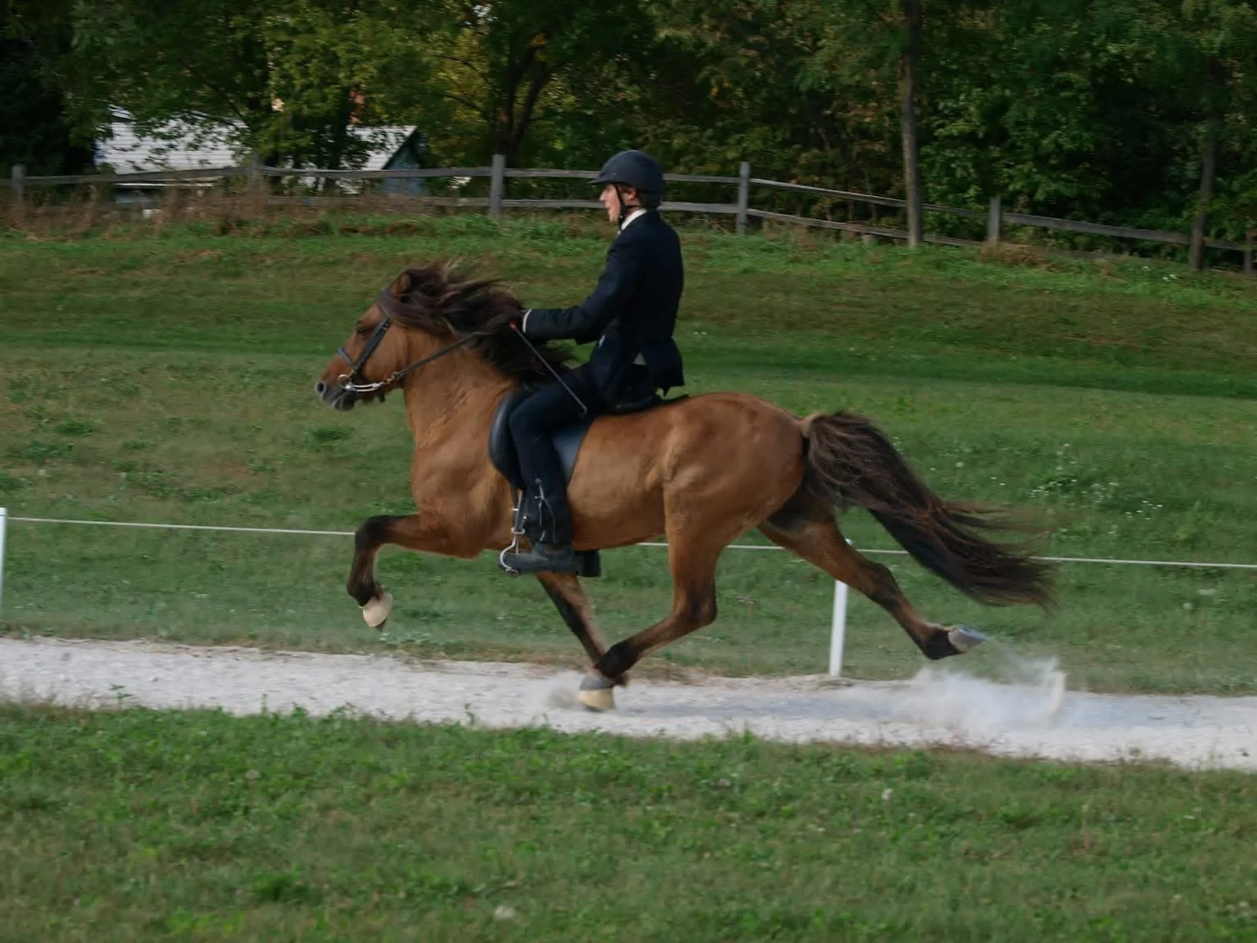 A person wearing a black helmet and jacket horseback riding on a pacing dun horse on a track with a grassy field and trees in the background.