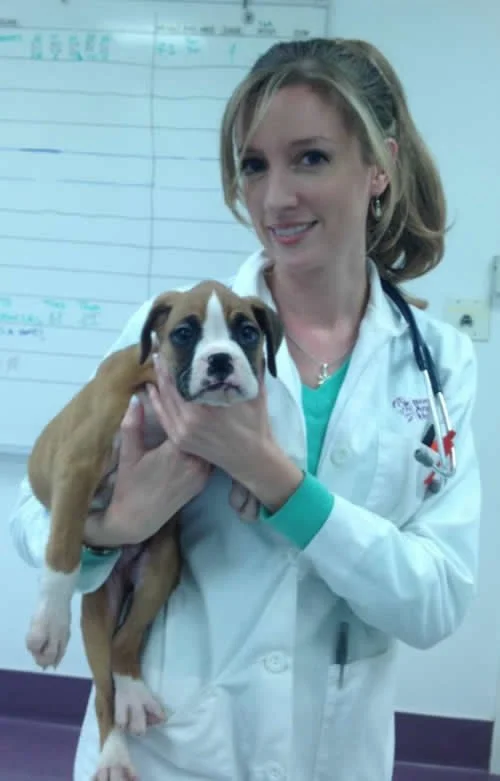 A female veterinarian holding a puppy in a veterinary clinic.