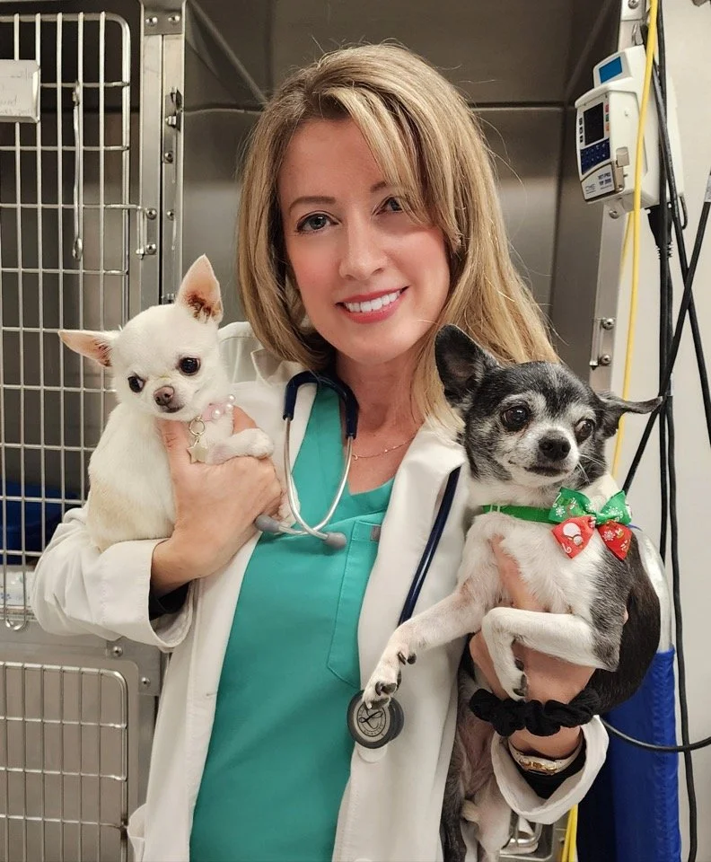 A veterinarian holding two small dogs, one tan and the other black and white, in a veterinary clinic.