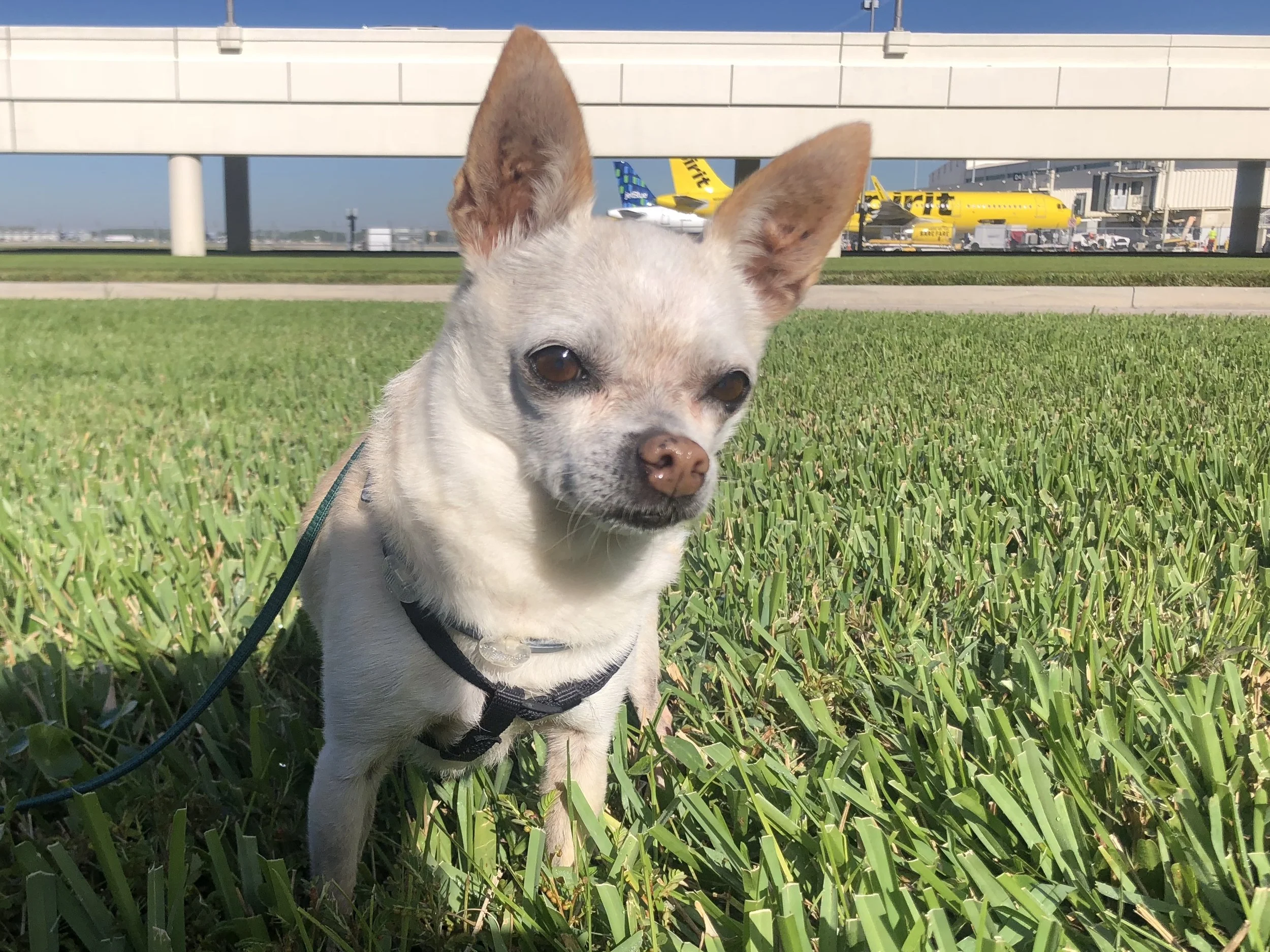 Small dog with large ears standing on green grass at an airport, with airplanes and airport terminal in the background.