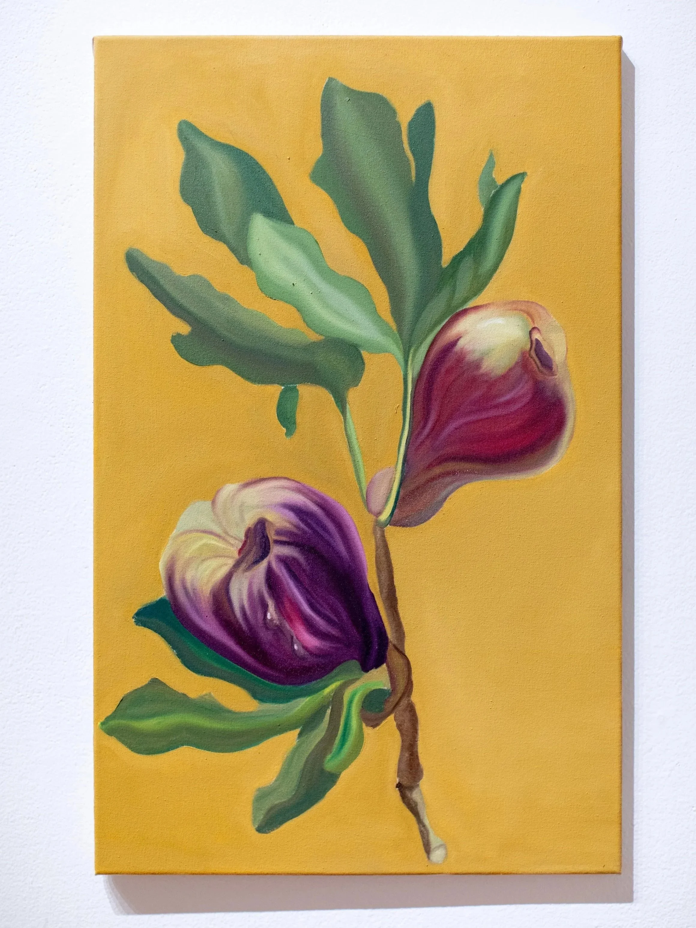 Ficus Carica Oil on Canvas,  27 × 34 in   2023