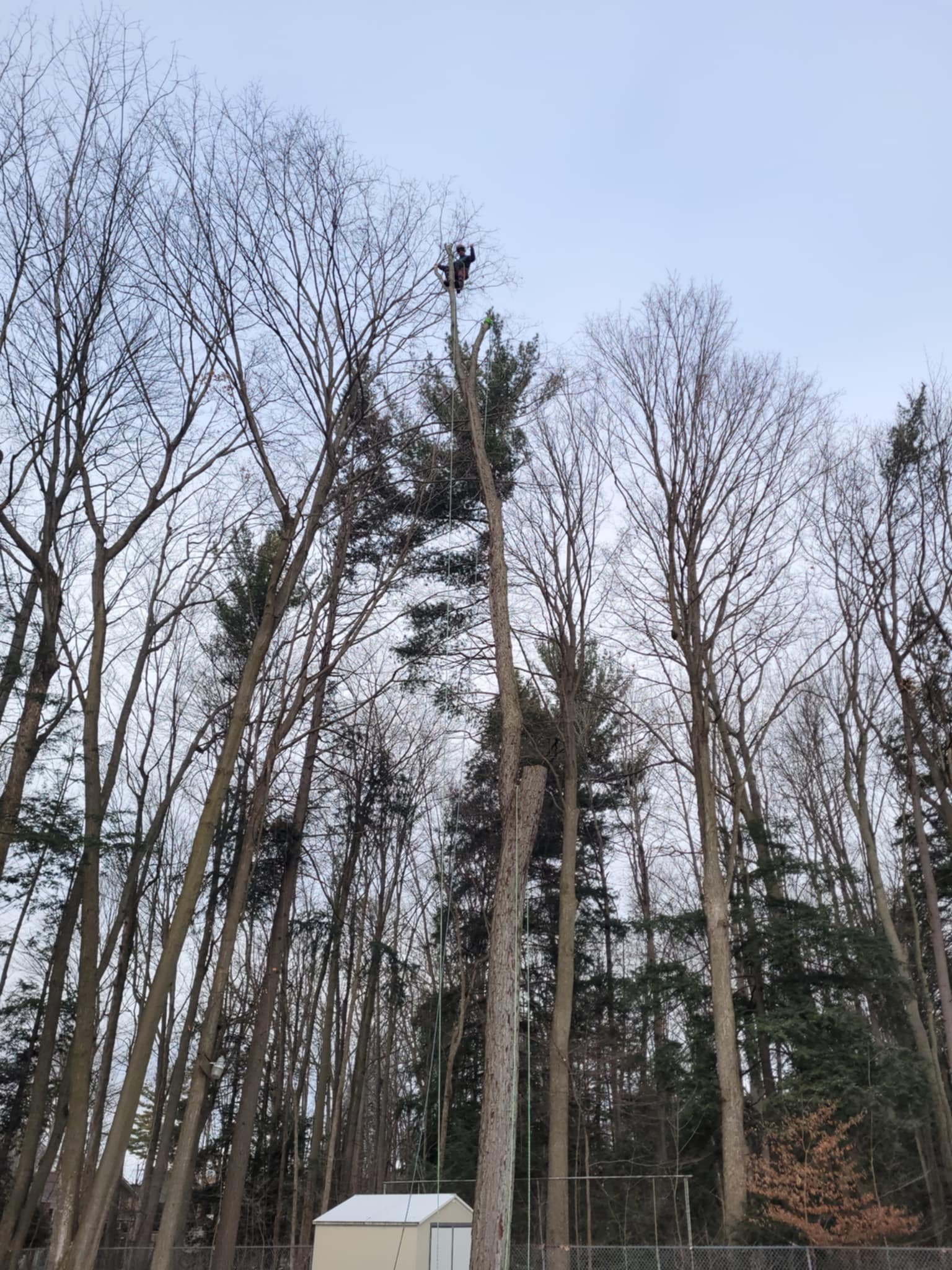 Tree worker in safety gear atop a tall tree, trimming or cutting branches in a wooded area with a small building and a fenced yard below.