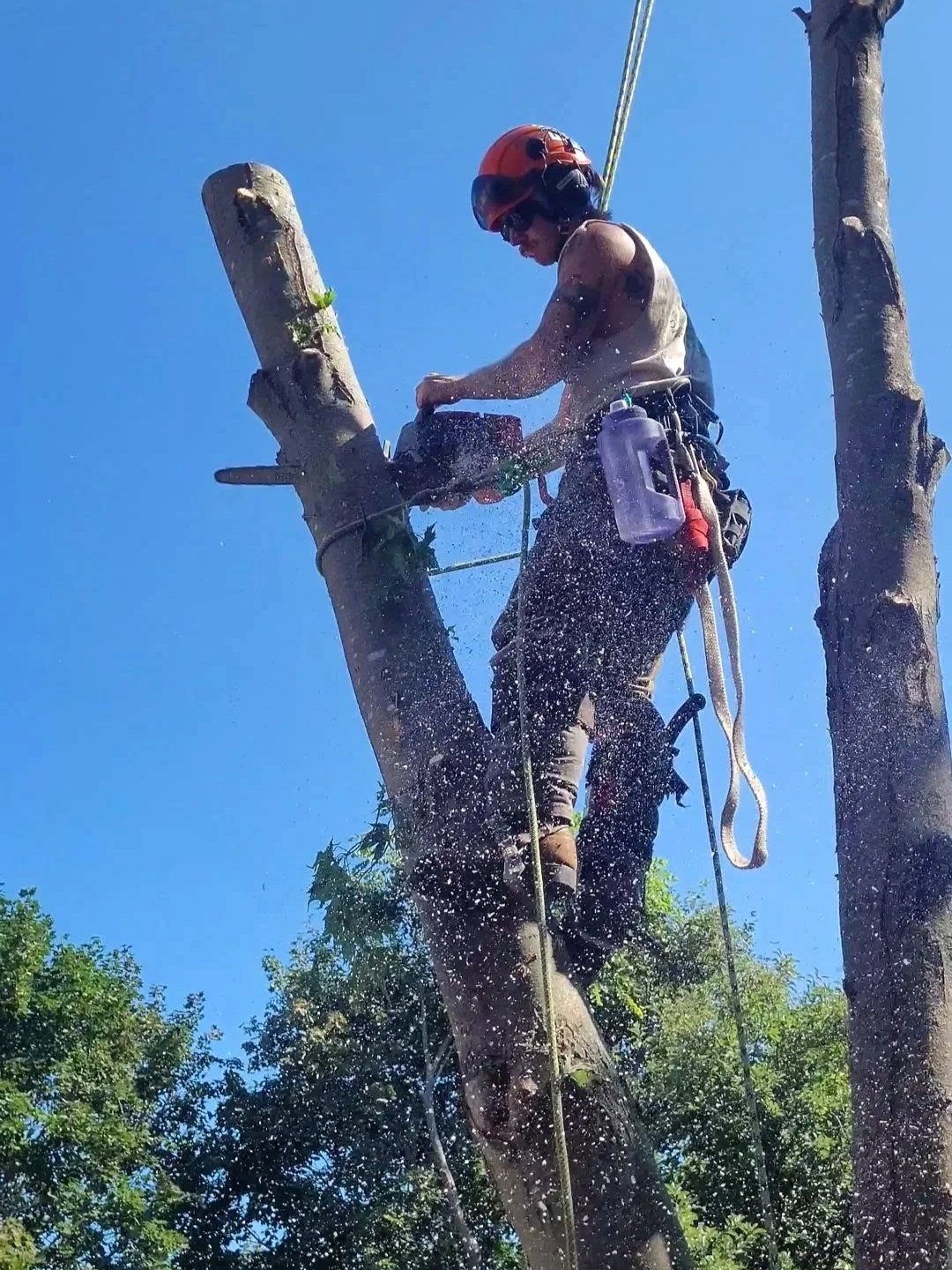 A person in a safety helmet trimming a tree with a chainsaw while perched high in the branches, using safety harnesses and ropes on a clear, sunny day.