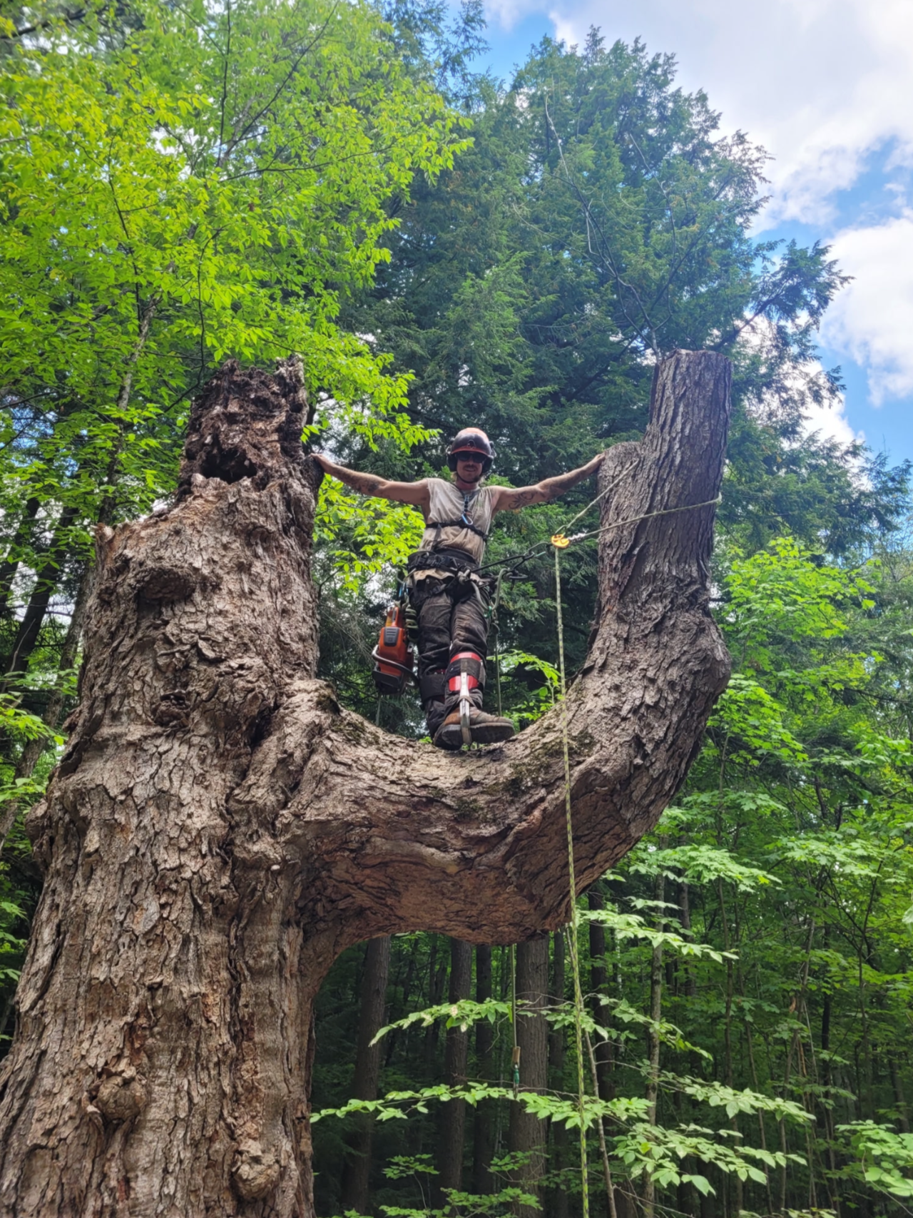 A man wearing a helmet and safety harness standing on a large, curved tree branch in a forest, with a background of green trees and a partly cloudy sky.