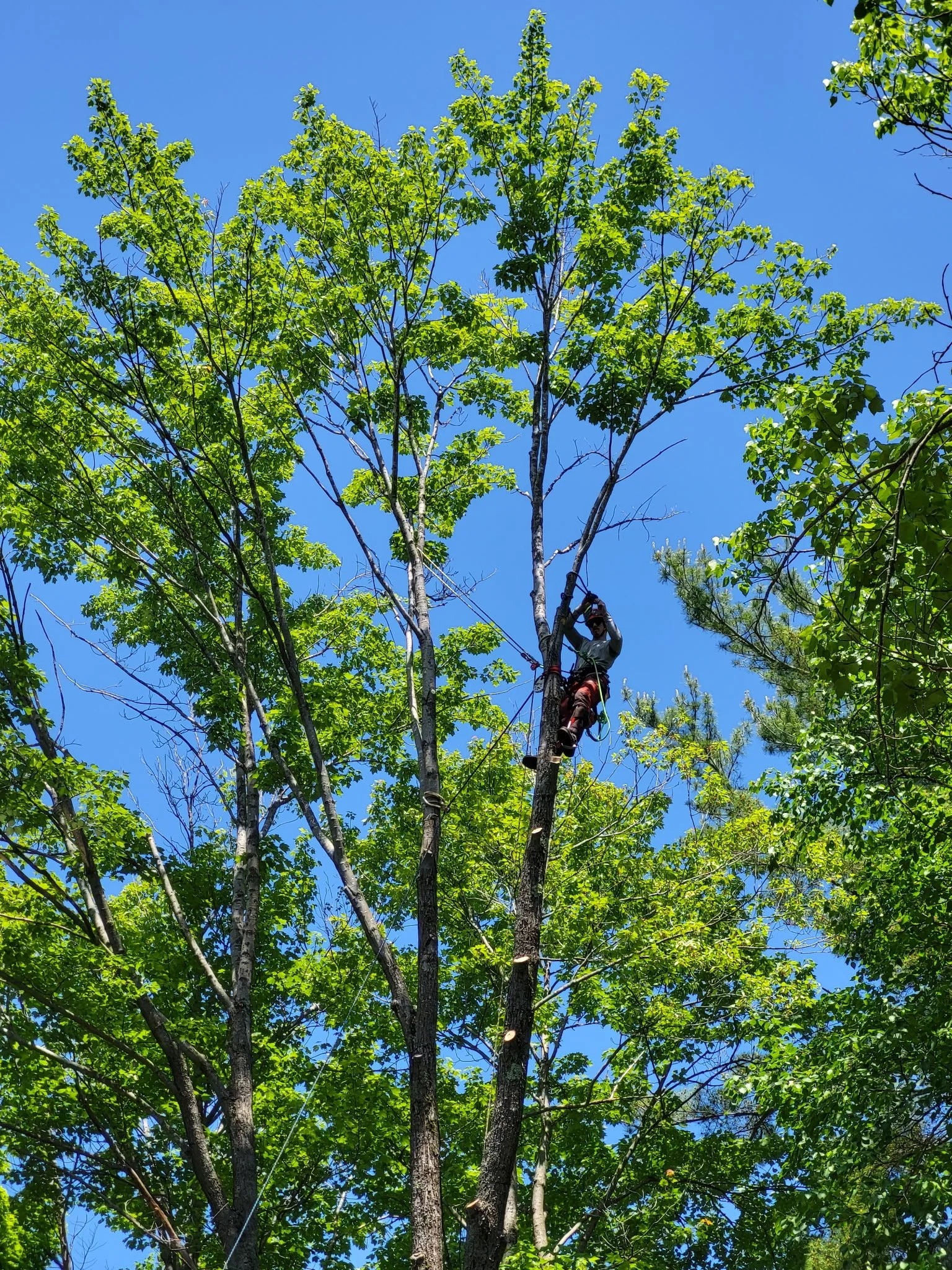 A person climbing a tall tree with green leaves on a clear, sunny day.