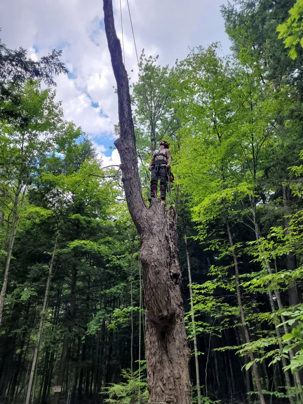 A person wearing safety gear plants on a tree in a forest, surrounded by green foliage and tall trees, with a partly cloudy sky.