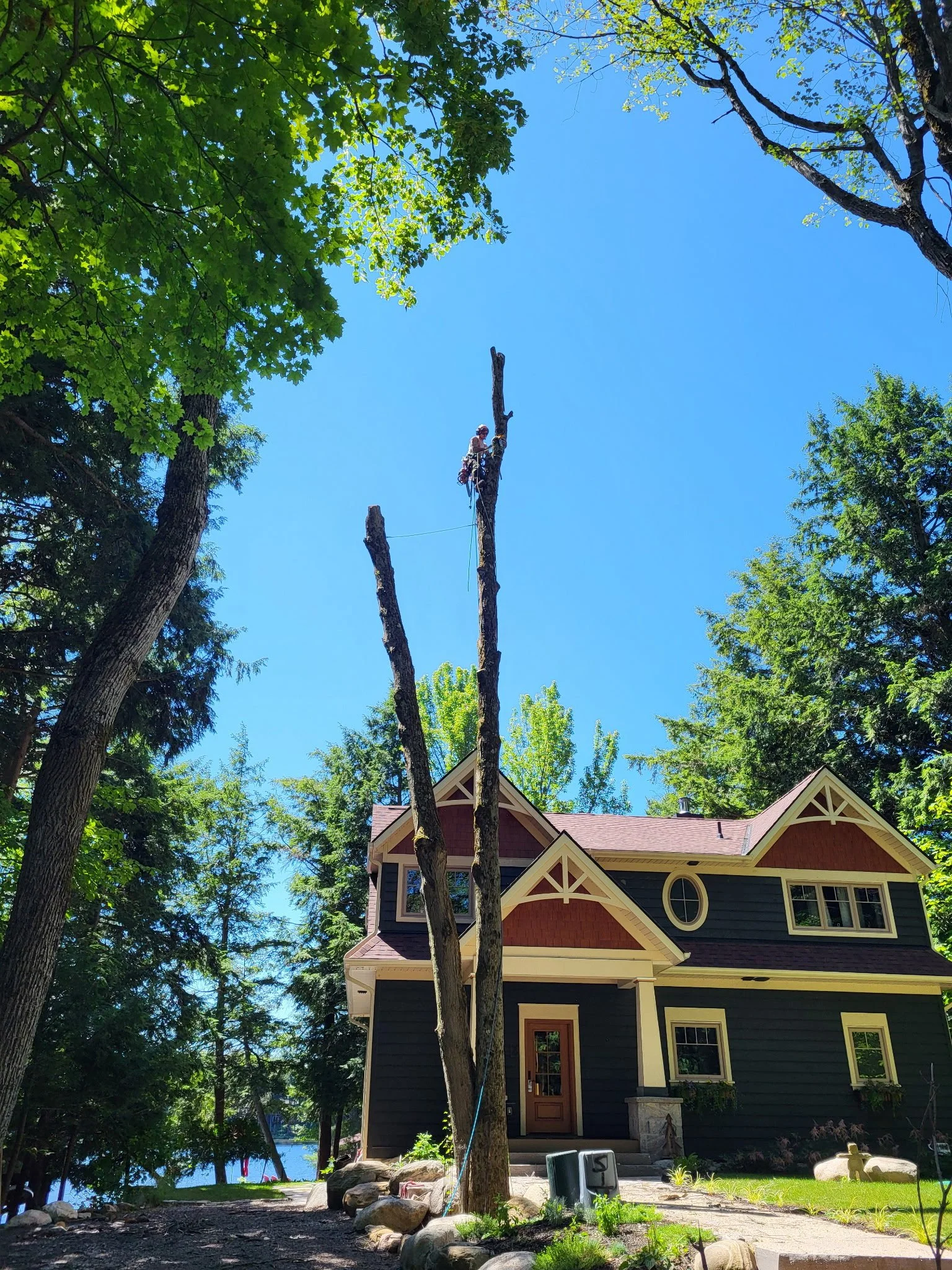 A person working on a tall, dead tree in front of a dark-colored house with white trim on a sunny day.