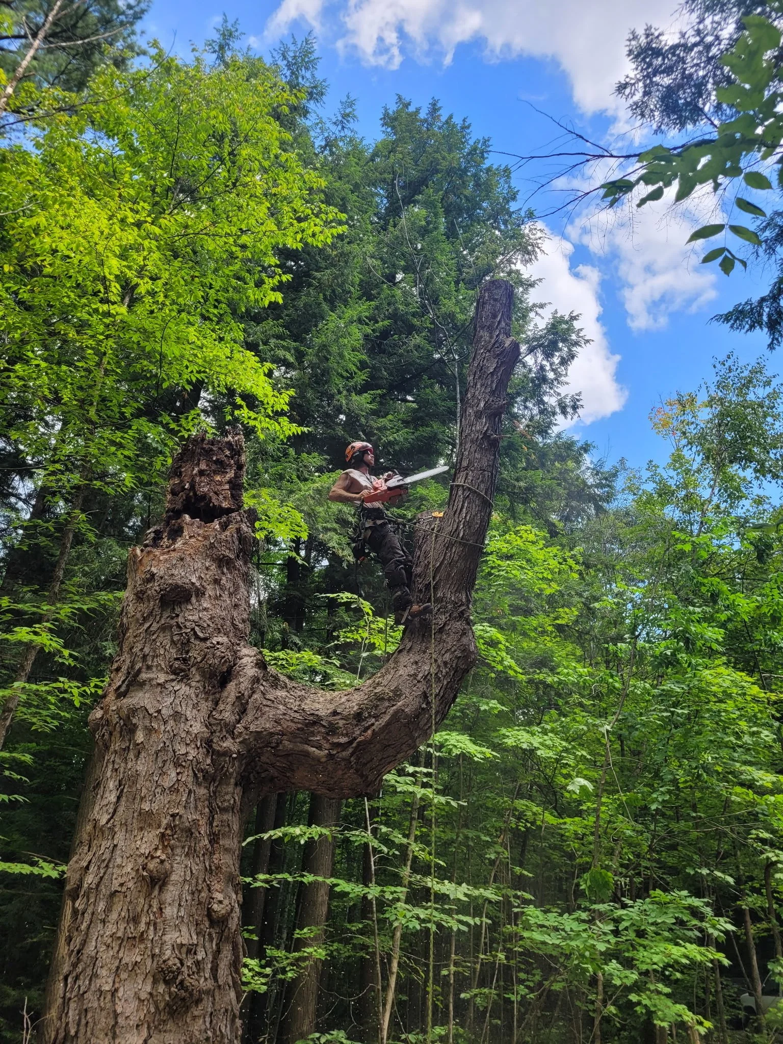 A person wearing safety gear, including a helmet, is standing on a large tree branch high in a dense forest, cutting the tree with a chainsaw.