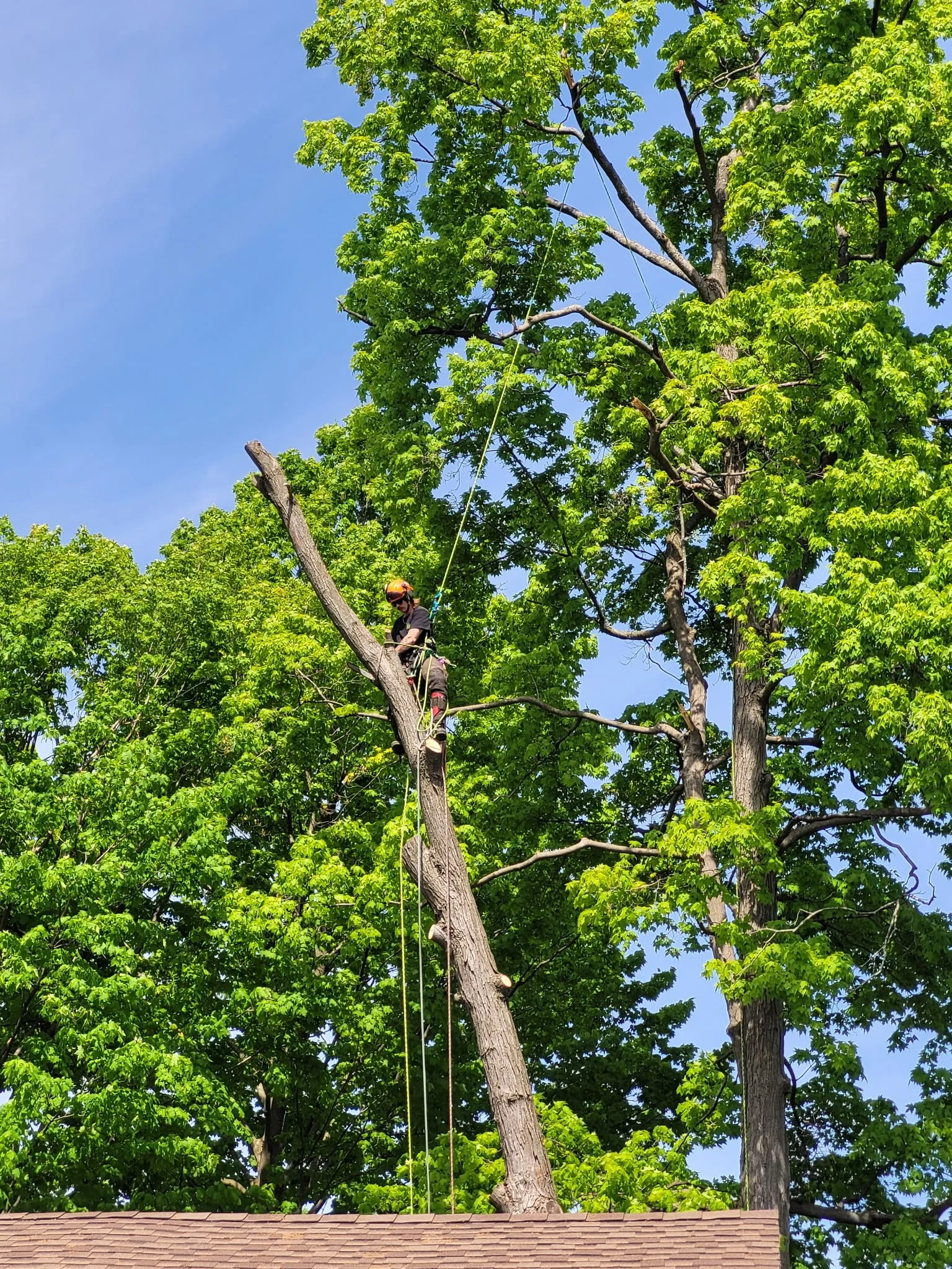 A worker wearing safety gear, including a helmet and harness, cutting or trimming a tall tree from a platform in a residential area on a sunny day.