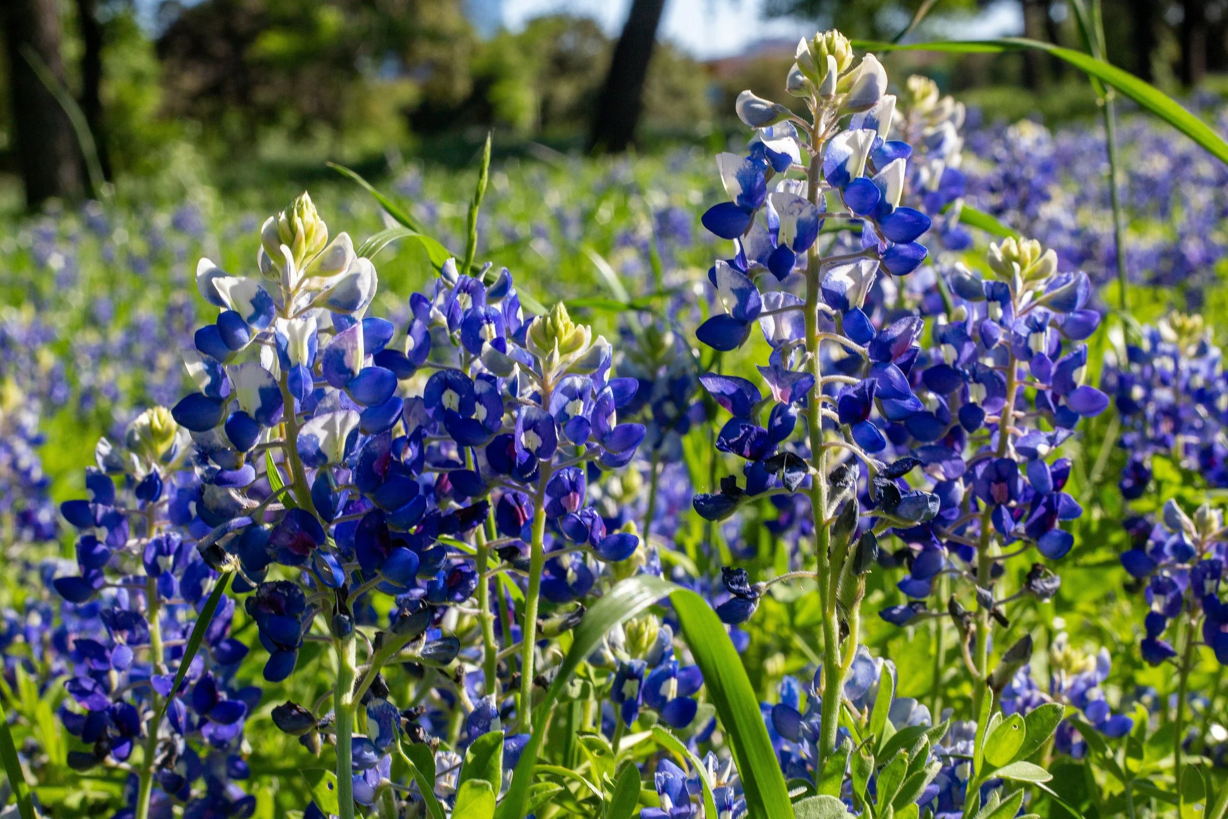Close-up of blue and white wildflowers growing in a grassy field with trees in the background on a sunny day.