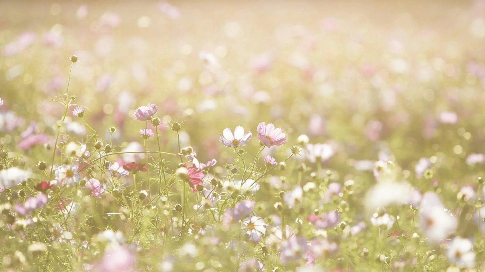 A field of wildflowers with light pink, white, and purple blossoms, softly glowing in bright, warm sunlight.