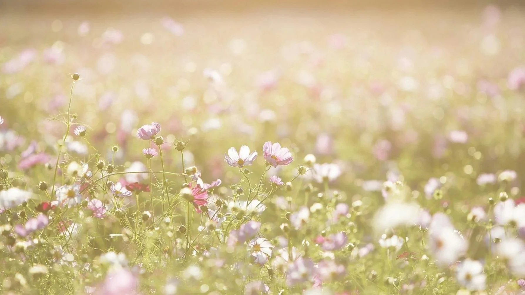 Soft-focus photograph of a meadow filled with small pink and white wildflowers, bathed in warm sunlight.