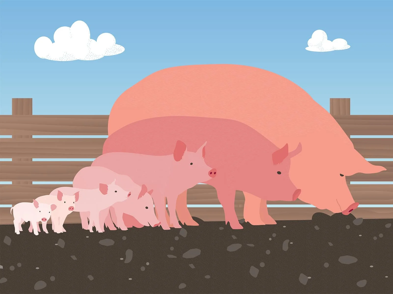 pigs-IG-Dribbble_F.jpg