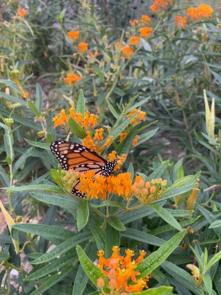 A little bit of orange(ish) in honor of opening day. Let's Go O's!!!! 🧡⚾️🖤

Hope the Orioles eat up the Twins the way the Monarch is eating up that butterflyweed!