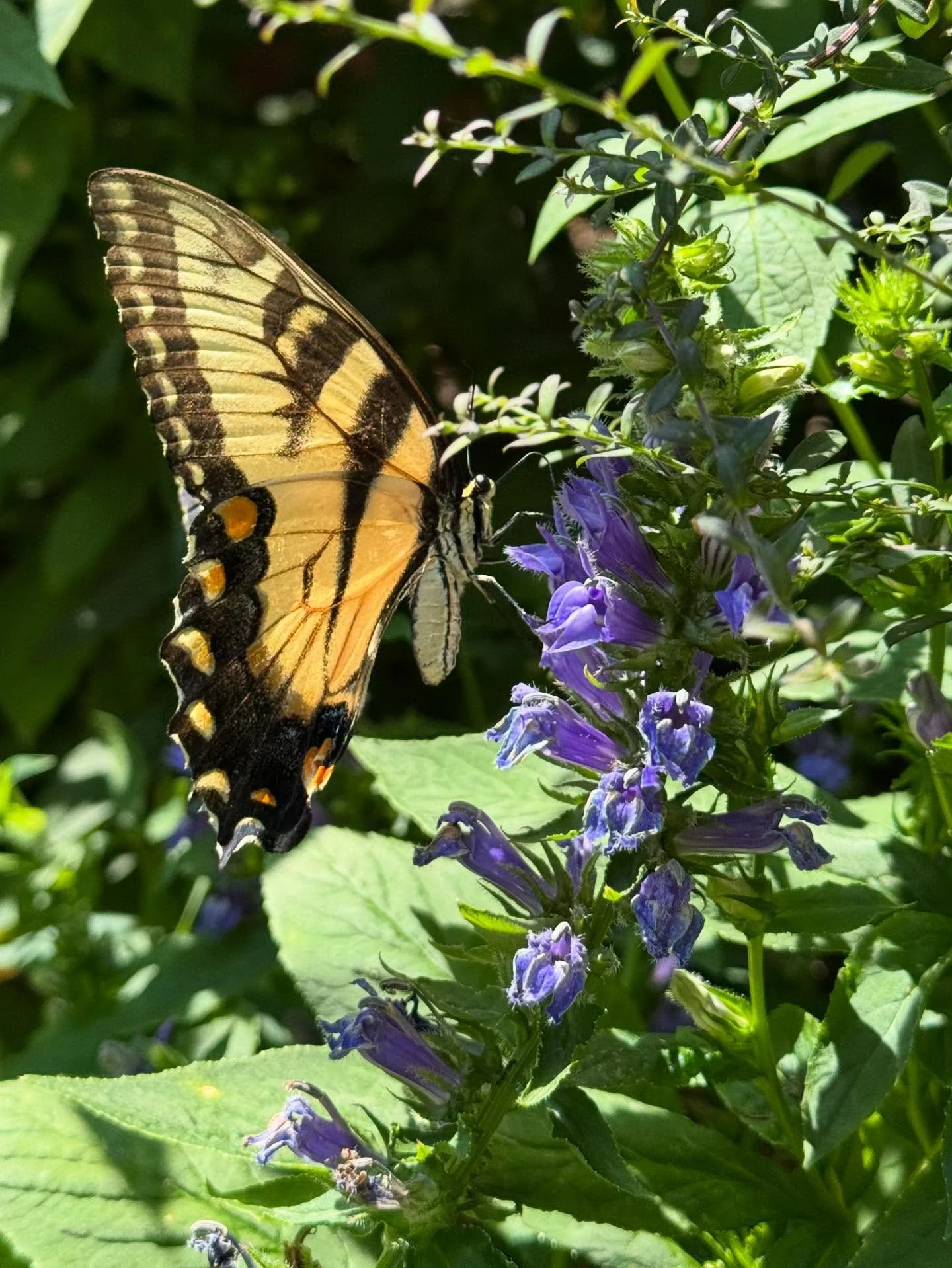 A day in the life of a garden: 
1. Eastern tiger swallowtail on great blue lobelia (Lobelia siphilitica) 
2. Common buckeye butterfly on New England aster (Symphyotrichum novae-angliae) 
3. Silver-spotted skipper butterfly on New York ironweed (Verno