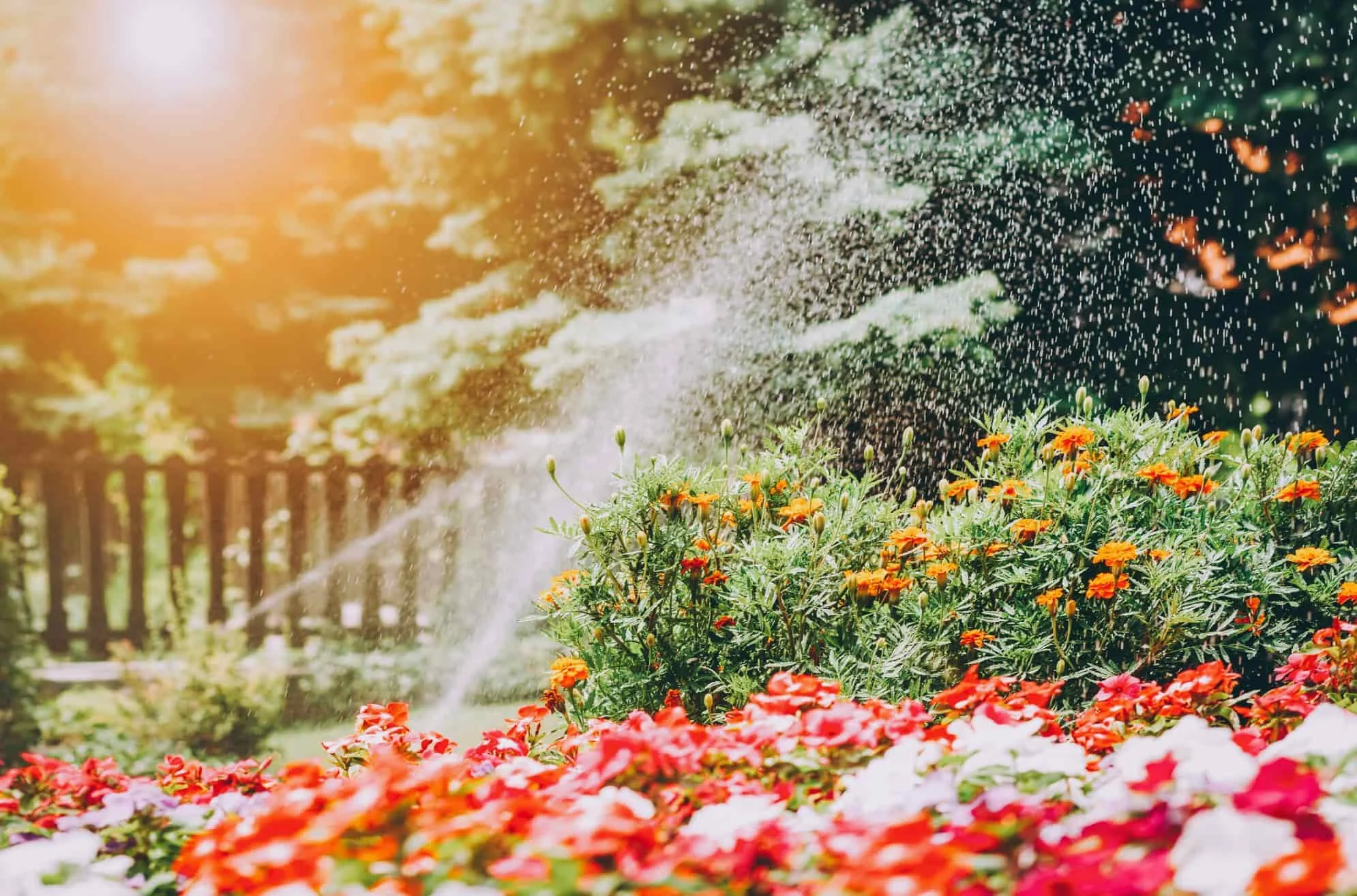 A garden with colorful flowers being watered by a garden sprinkler with sunlight coming from the upper left corner.