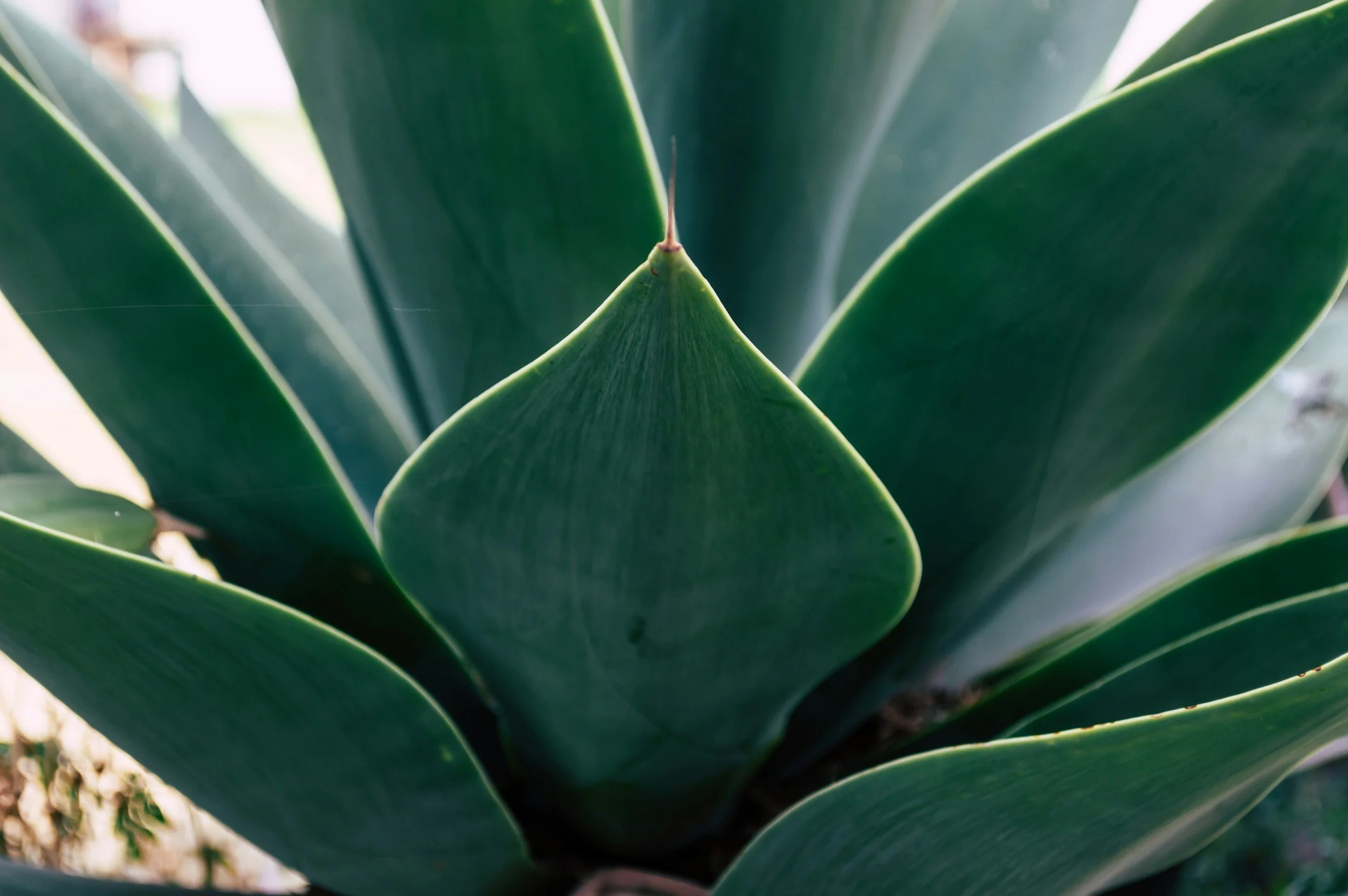 Close-up of a green plant with broad leaves and a central leaf pointed upward.