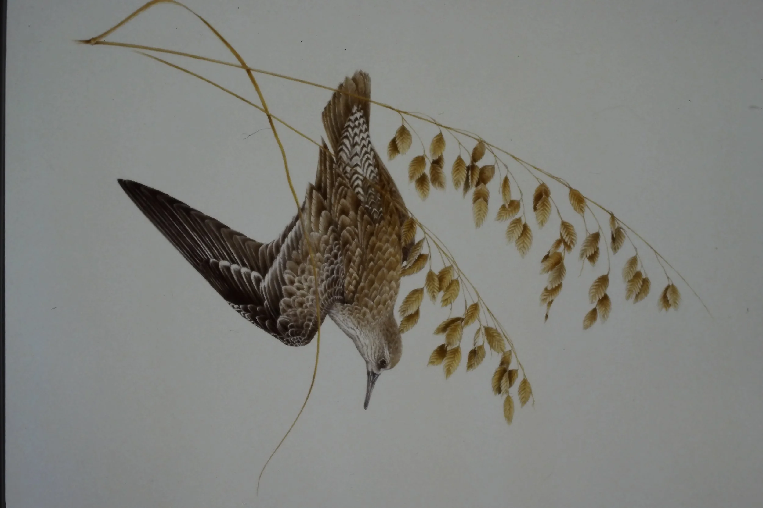 IMAG0113.JPG