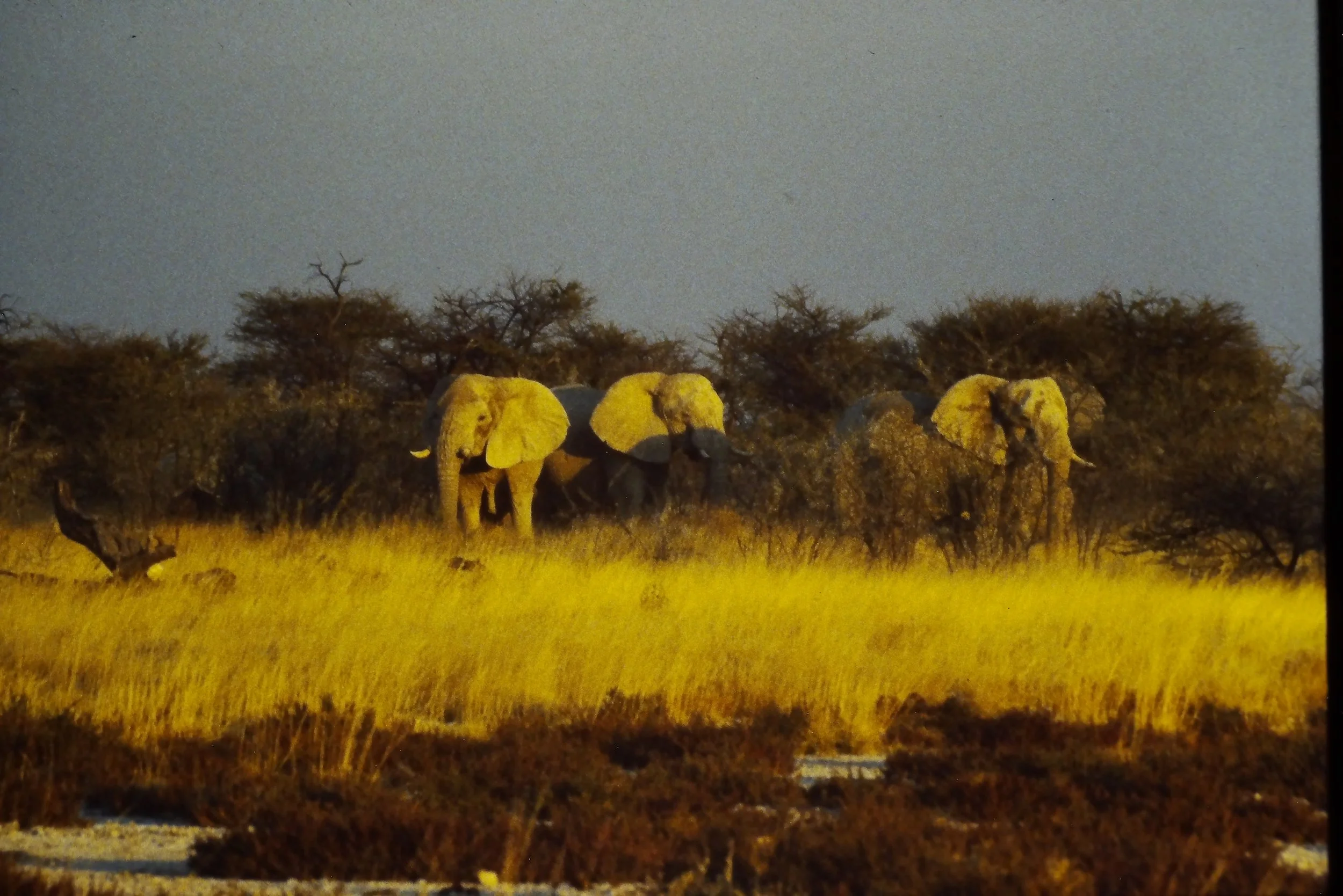 IMAG0167.JPG