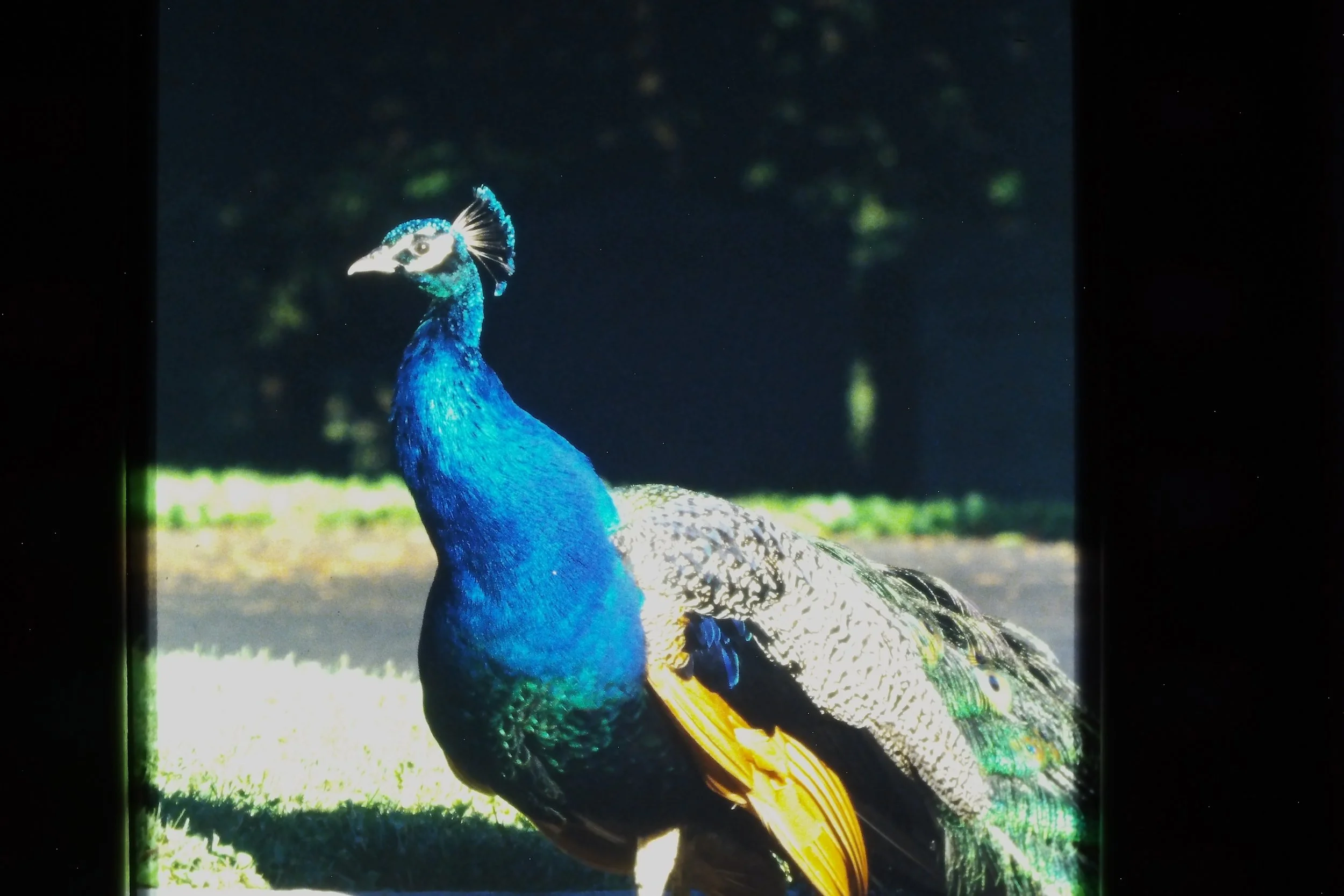 IMAG0236.JPG