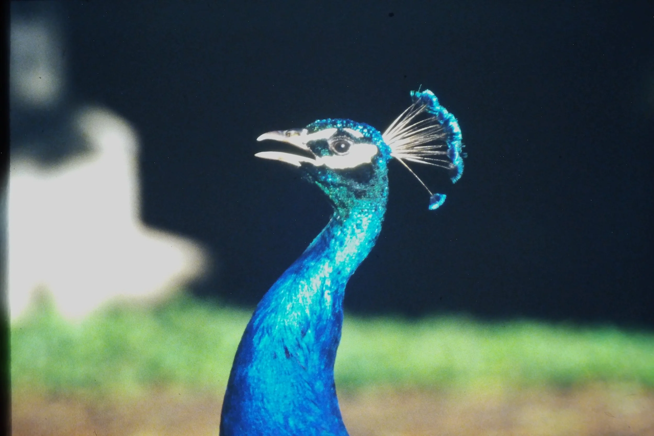 IMAG0233.JPG