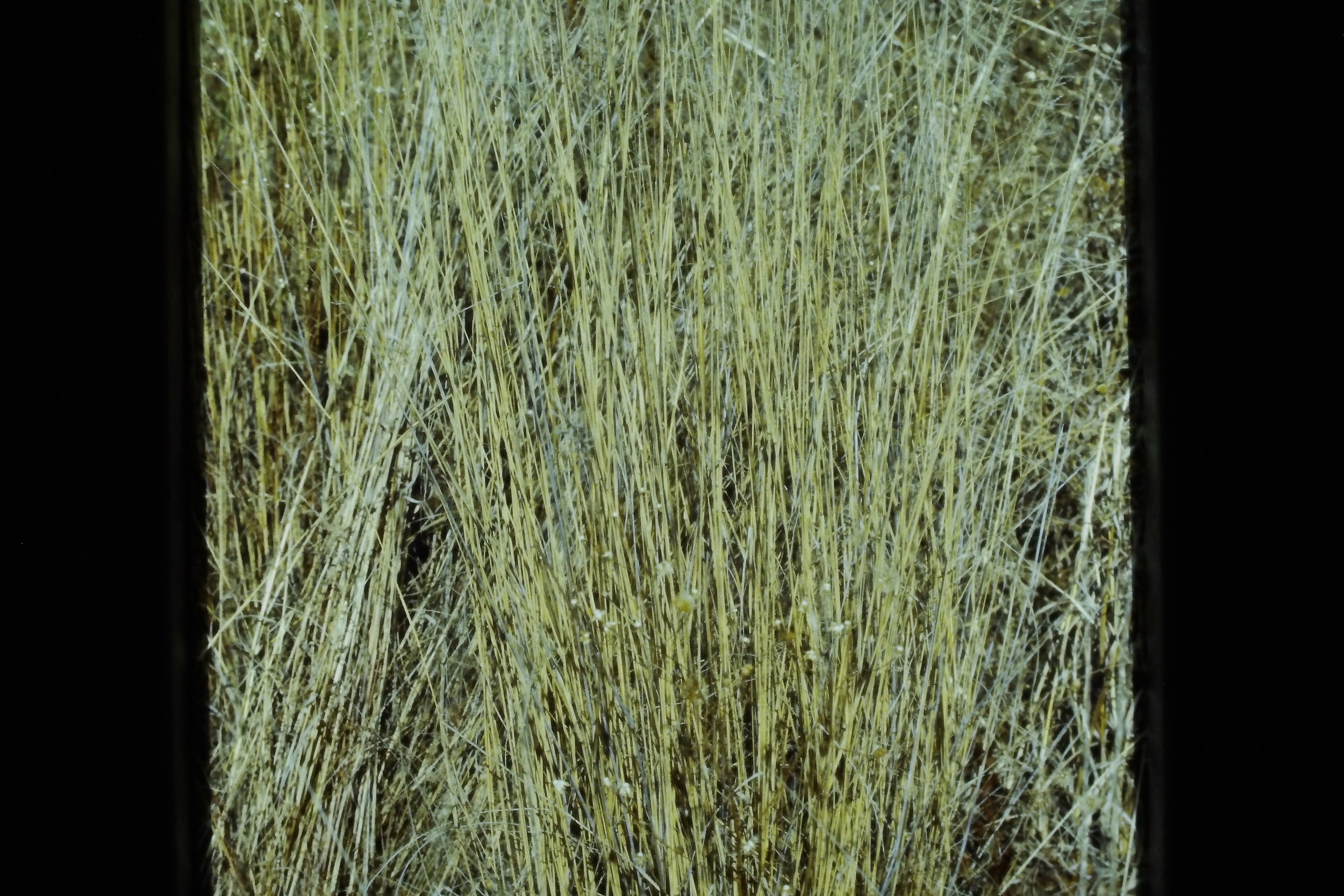 IMAG0257.JPG