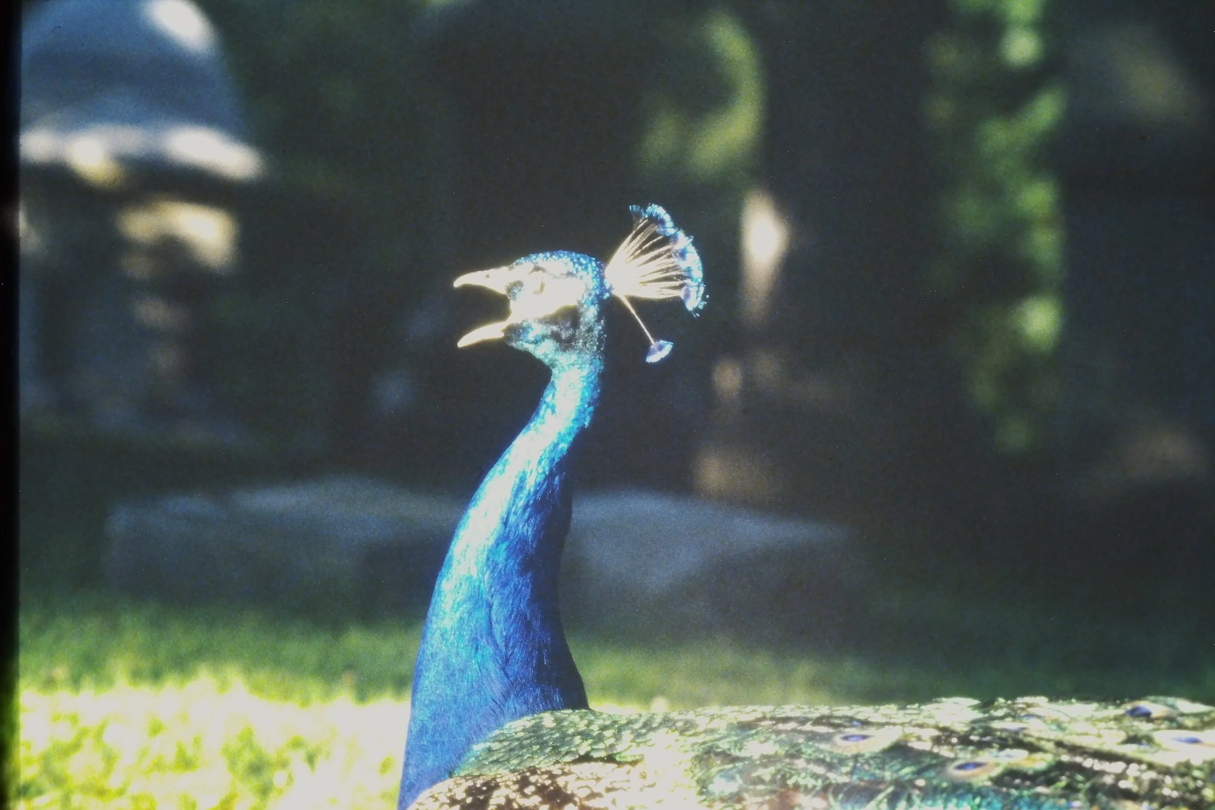 IMAG0232.JPG