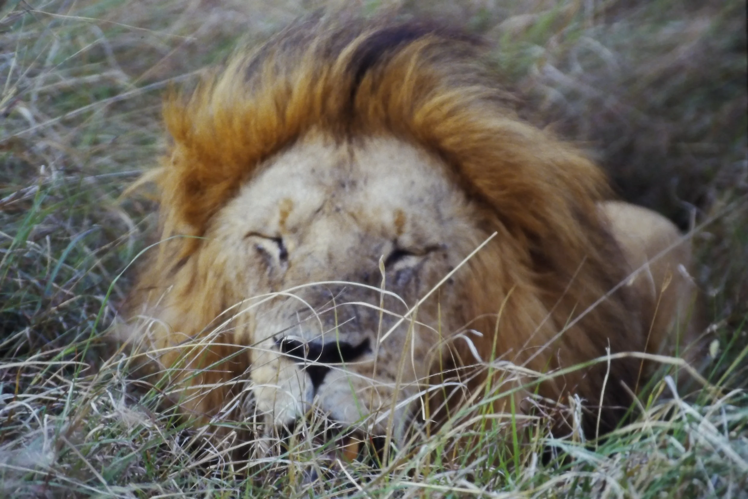 IMAG0184.JPG