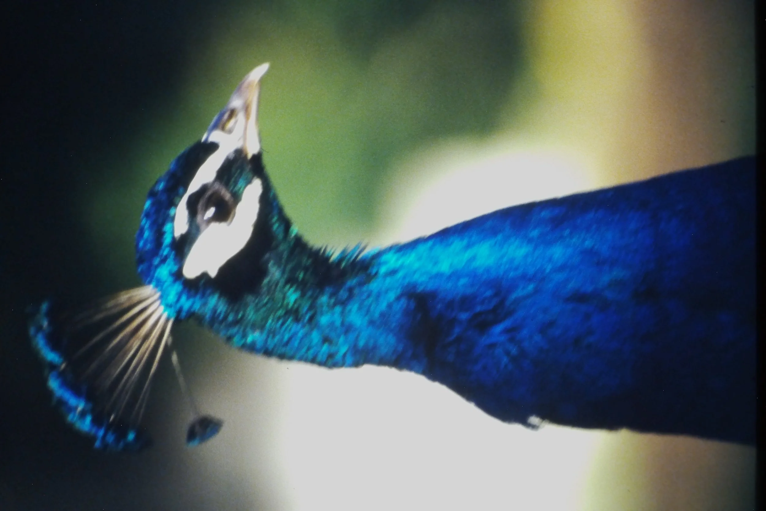 IMAG0234.JPG