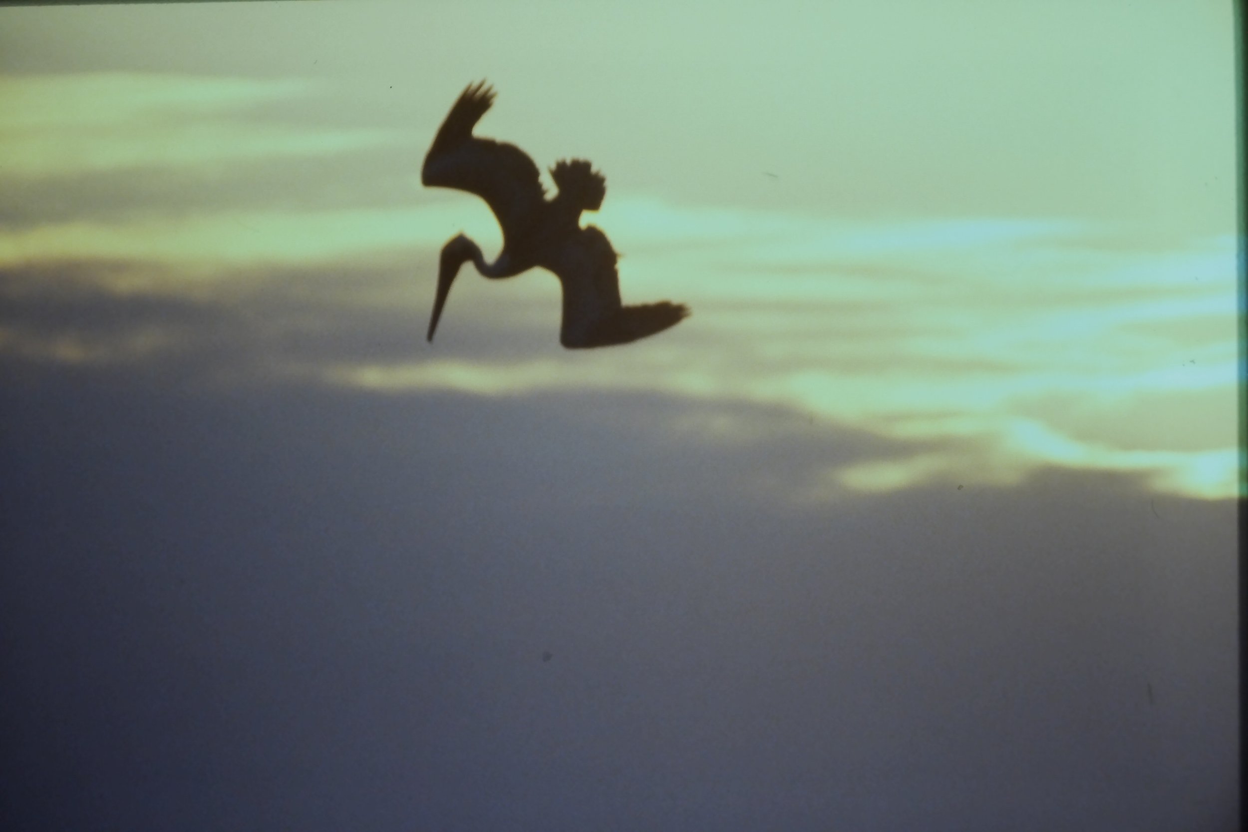 IMAG0230.JPG