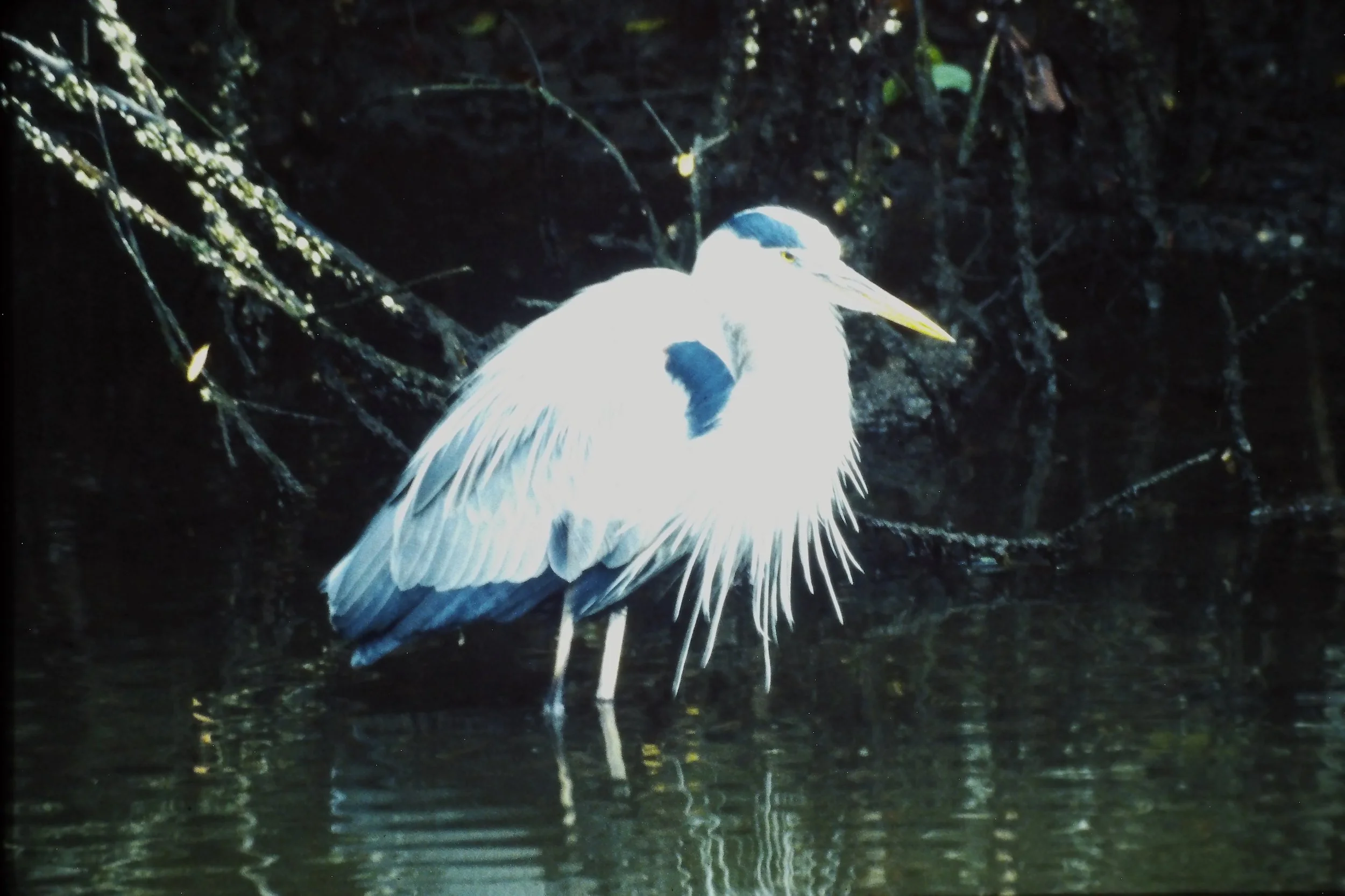 IMAG0195.JPG