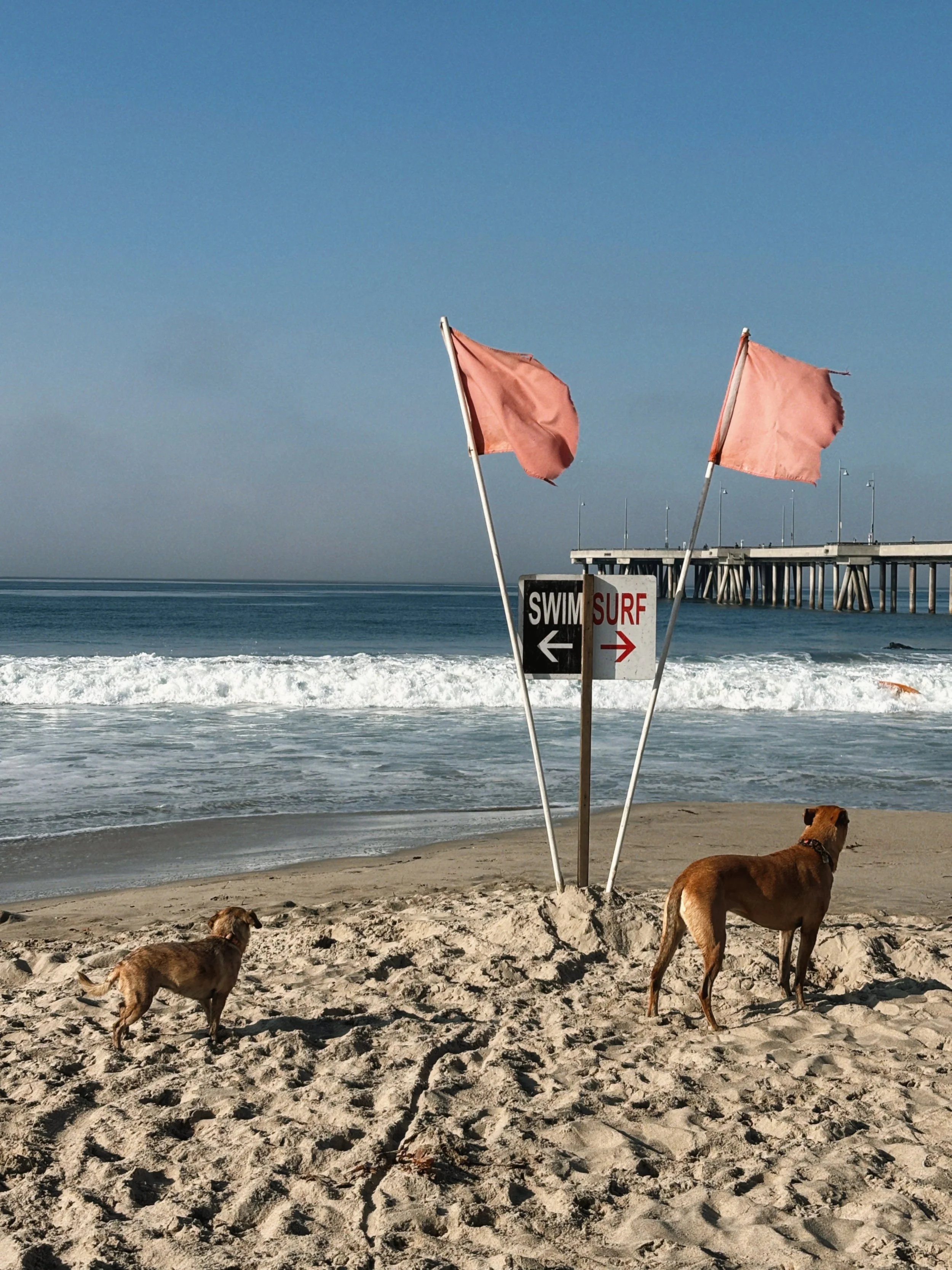 Sandy Dog Rescue