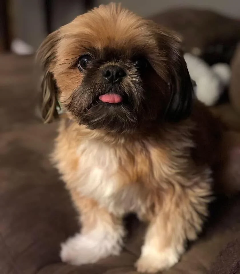 A small, fluffy Shih Tzu puppy with a tan and black coat, sitting on a dark brown couch in an indoor setting, with its tongue slightly sticking out.