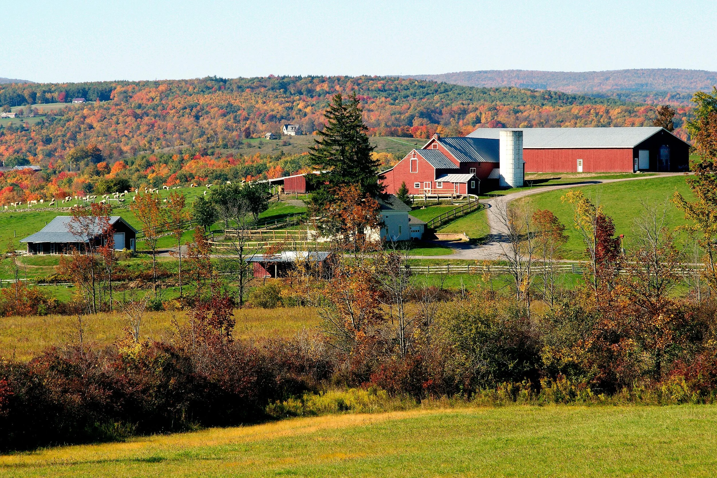 A rural farm scene with red barns, green grass, and trees with fall foliage, rolling hills in the background.