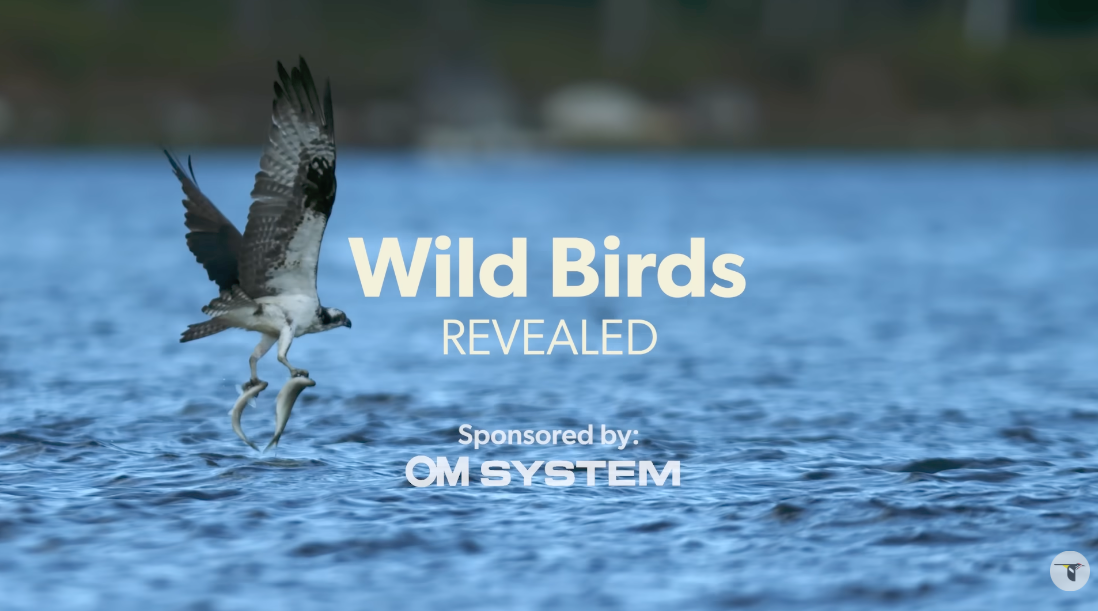 Osprey catching a fish above a body of water with the text 'Wild Birds REVEALED Sponsored by OM SYSTEM' overlaid.