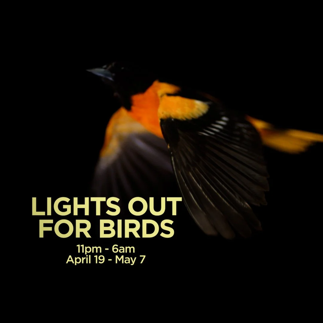 A bird in flight with a dark background, with text overlay promoting Lights Out for Birds from April 19 to May 7, 11pm to 6am.