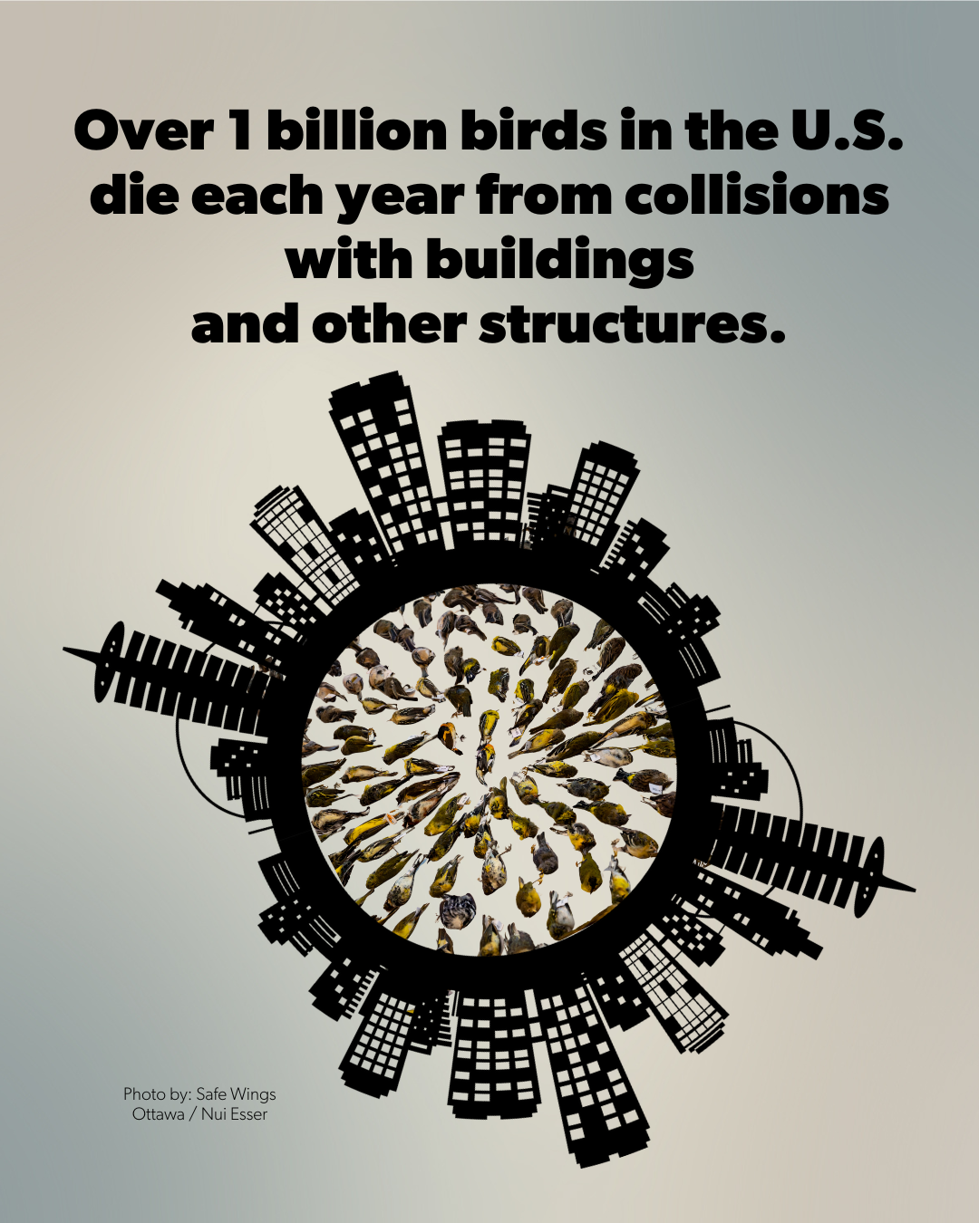 Graphic with a cityscape silhouette around a circle of birds and bold text stating 'Over 1 billion birds in the U.S. die each year from collisions with buildings and other structures.'
