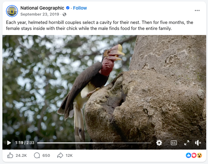 A male and female hornbill bird on a tree, with the male feeding the female a large piece of fruit, with leafy branches in the background.