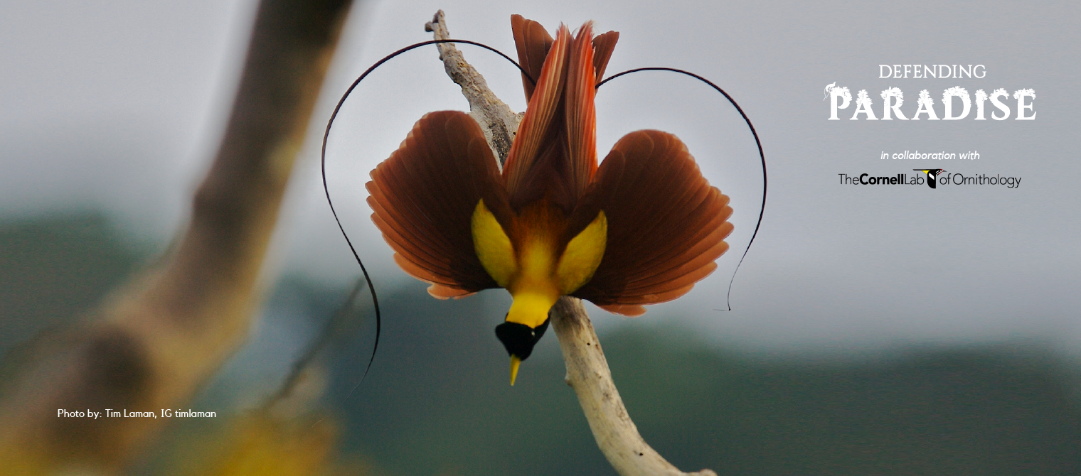 A colorful bird hanging upside down on a branch, with orange wings, a yellow belly, and a black face mask, against a blurred background.
