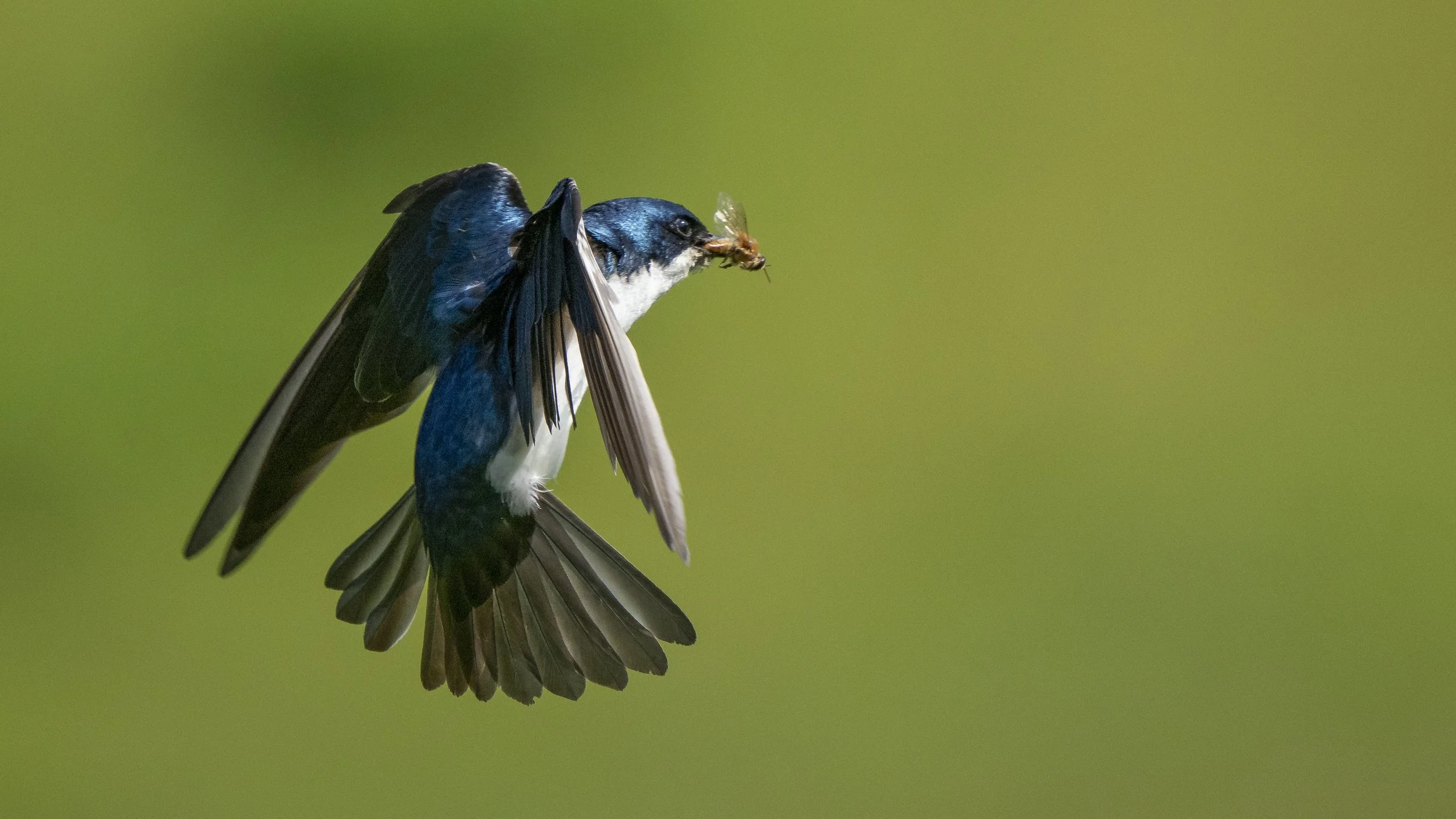 A blue and white bird in mid-flight holding a small insect in its beak against a blurred green background.