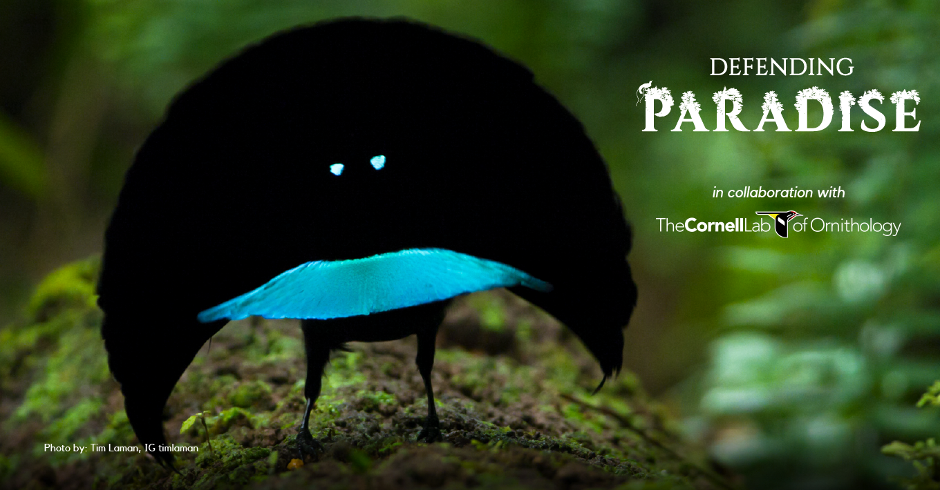 A butterfly with black wings and bright blue markings on its lower wings, perched on a mossy surface in a lush green forest. The image promotes defending paradise in collaboration with the Cornell Lab of Ornithology.