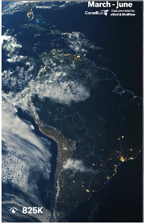 Satellite view of the continent of South America at night, showing illuminated cities and cloud cover. The map indicates the months of March to June, with mention of Cornell Lab of Ornithology.