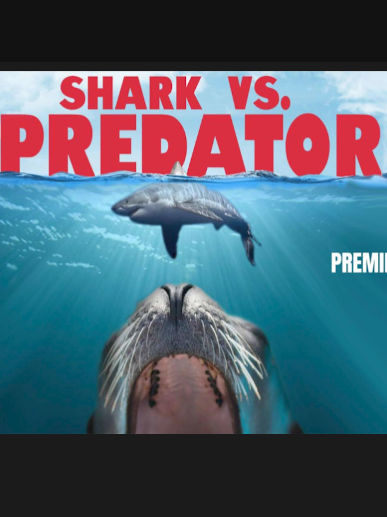 A poster shows a large great white shark and a smaller predator fish against an ocean background with text 'Shark vs. Predator'.
