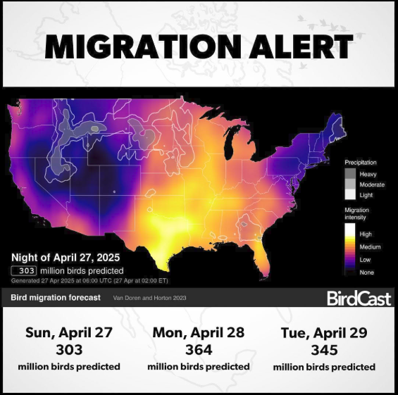 Map of the United States showing migration alert levels with different colors indicating migration intensity, predicting 303 million bird movements on April 27, 2025, and forecasted bird migration numbers for April 28 and 29.