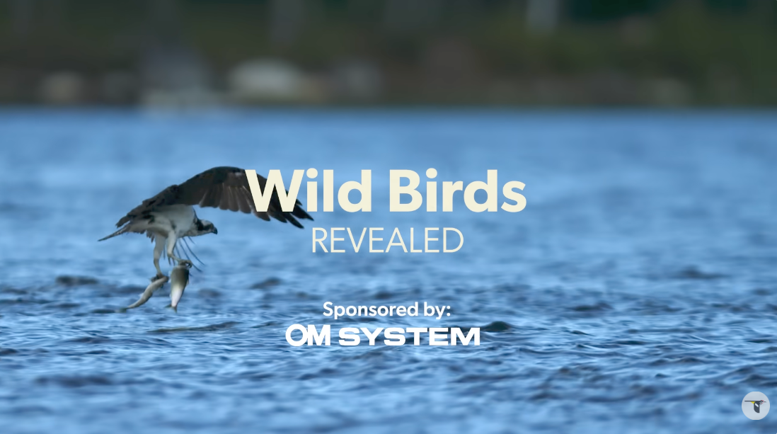 A bird catching a fish in a body of water with text overlays about wild birds and a sponsor logo.