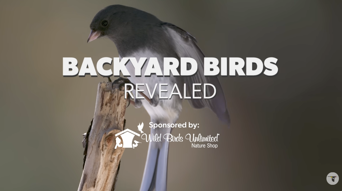 A small bird with dark wings and a light belly perched on a tree branch.