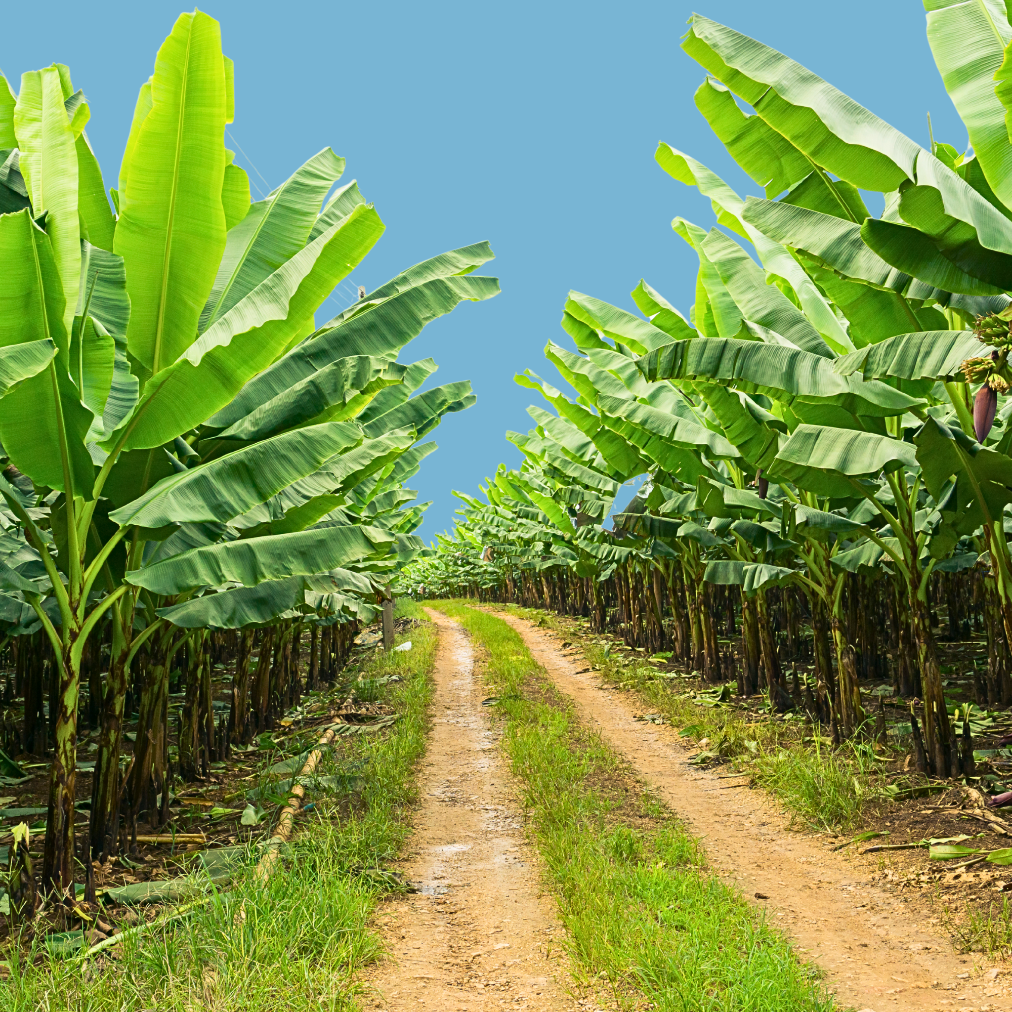 A dirt path runs through a banana plantation with tall, green banana plants on both sides under a clear blue sky.