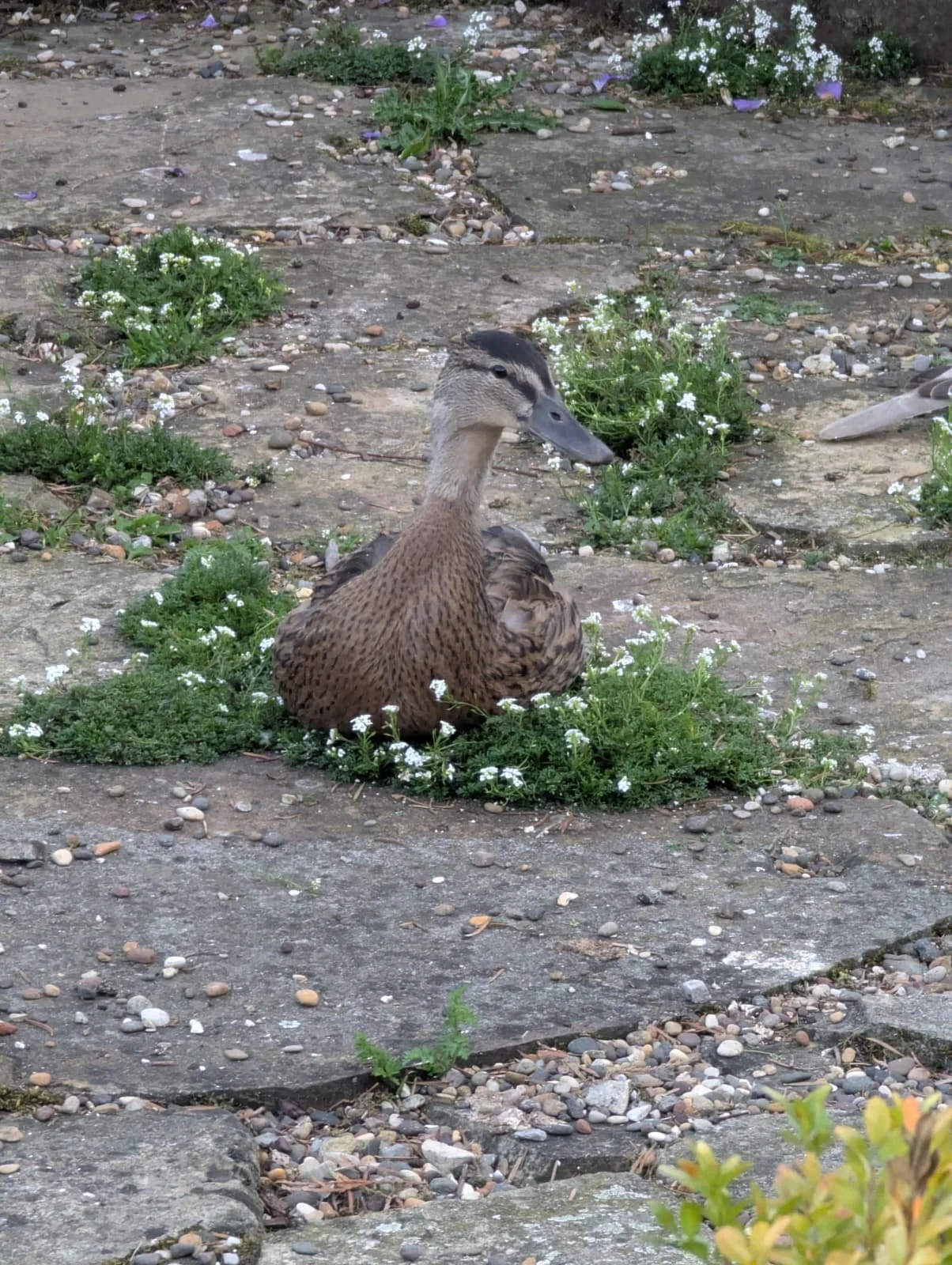 duck