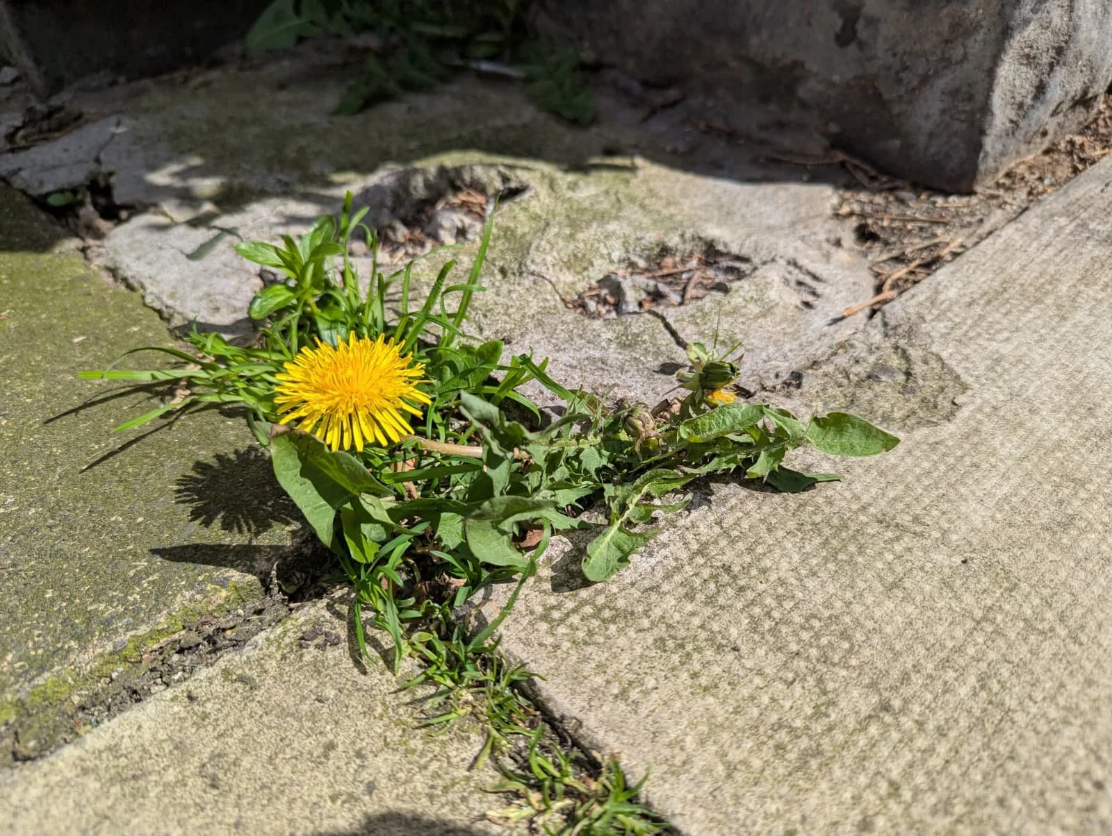 flower breaking through concrete